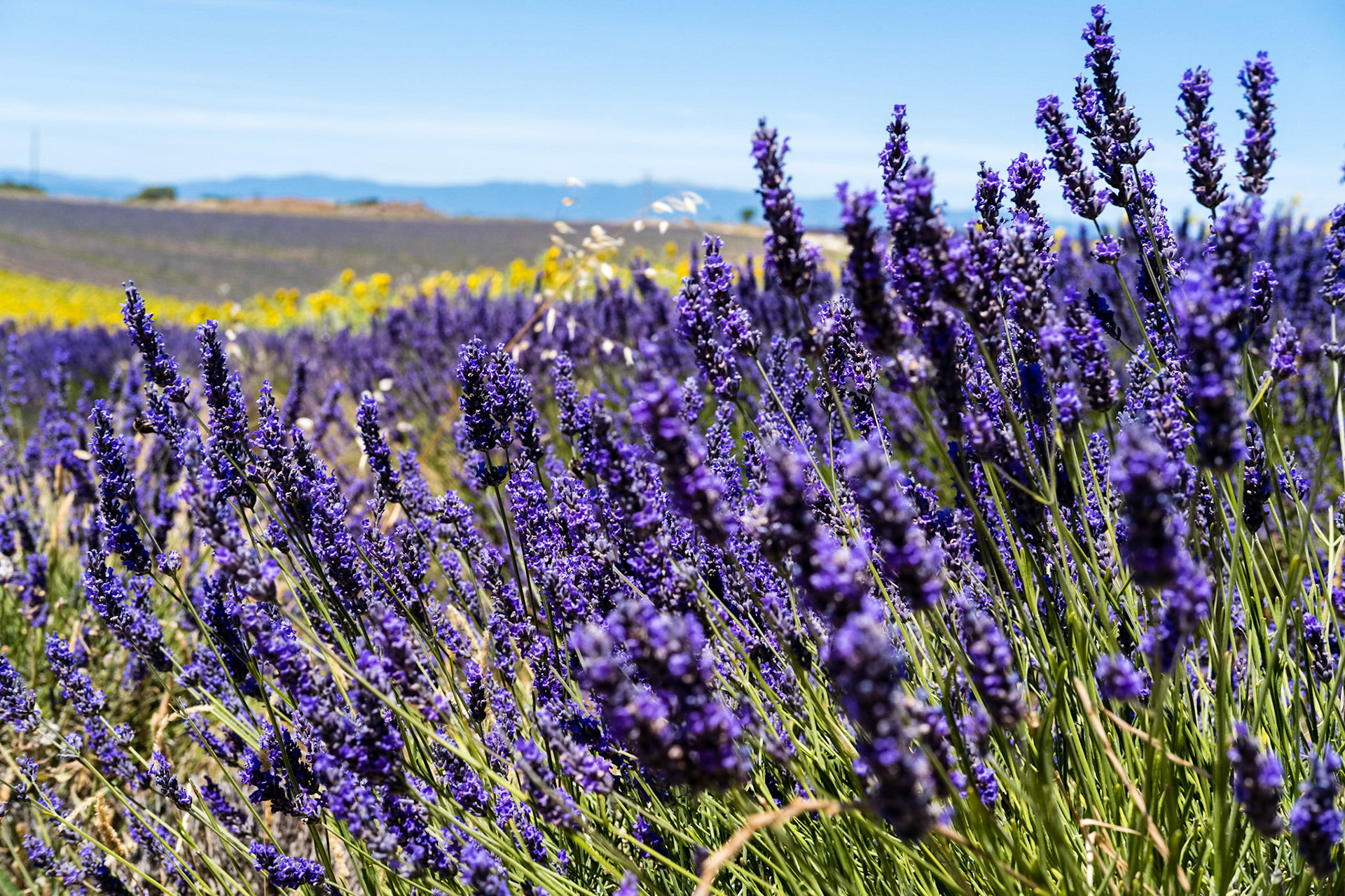 Les champs de lavande du plateau de Valensole, Alpes de haute provence, France