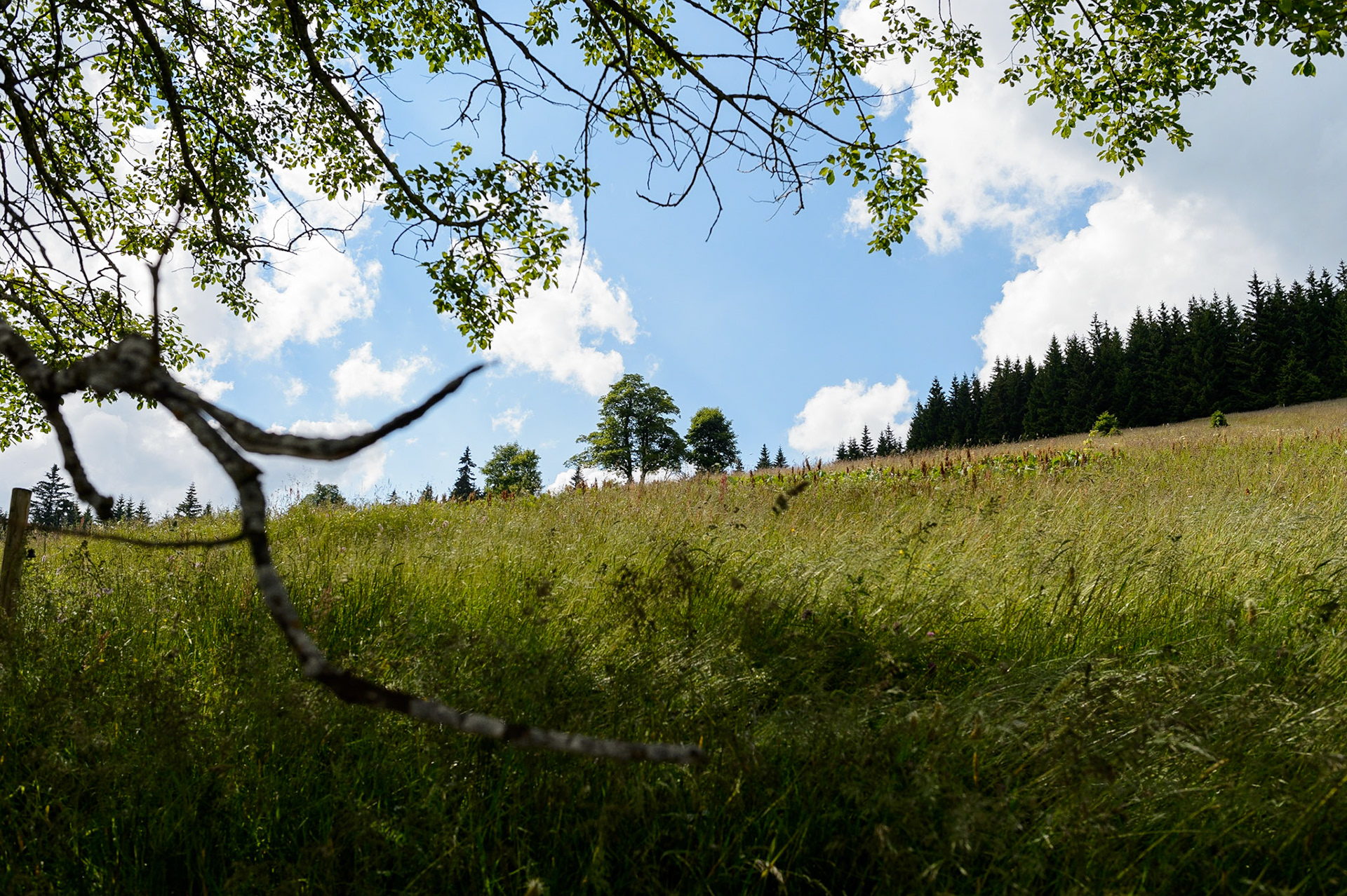Paysages de Forêt Noire , Allemagne. Landschaften Schwarzwald, Deutschland