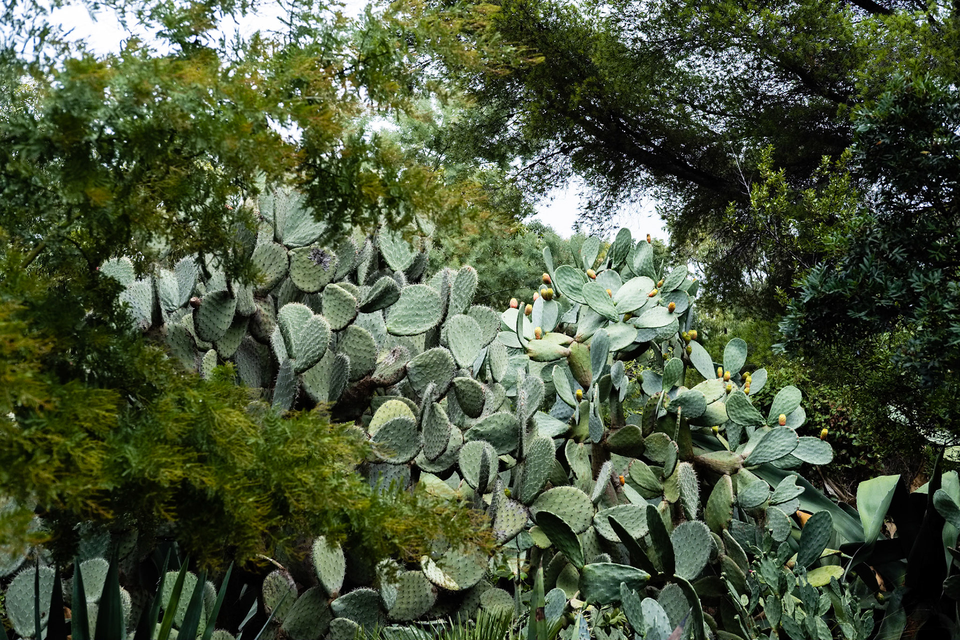 Le Jardin des Méditerranées. Domaine du Rayol, Var. France.