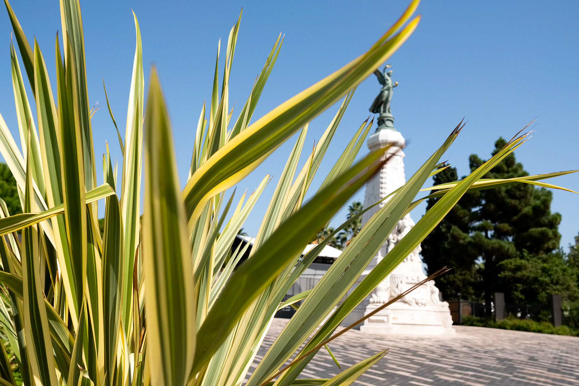 Jardin Albert 1er, Nice, Alpes Marimes, France. Un Phormium au premier plan et en arrière plan: le Monument du Centenaire.