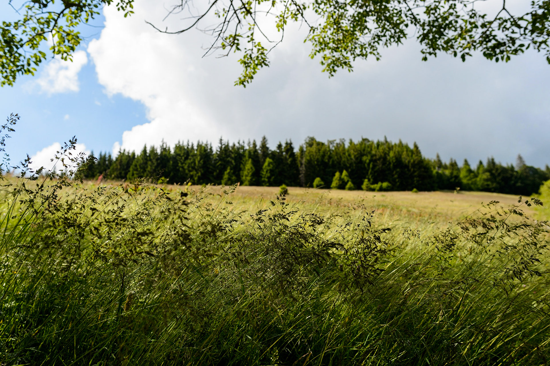 Paysages de Forêt Noire , Allemagne. Landschaften Schwarzwald, Deutschland