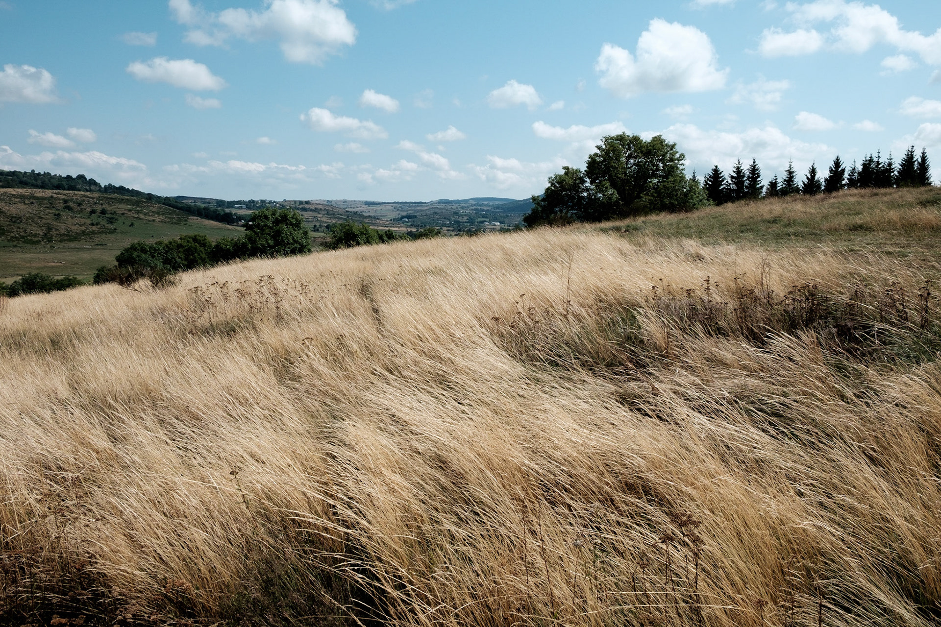 Aubrac, Cantal, Aubergne, France.