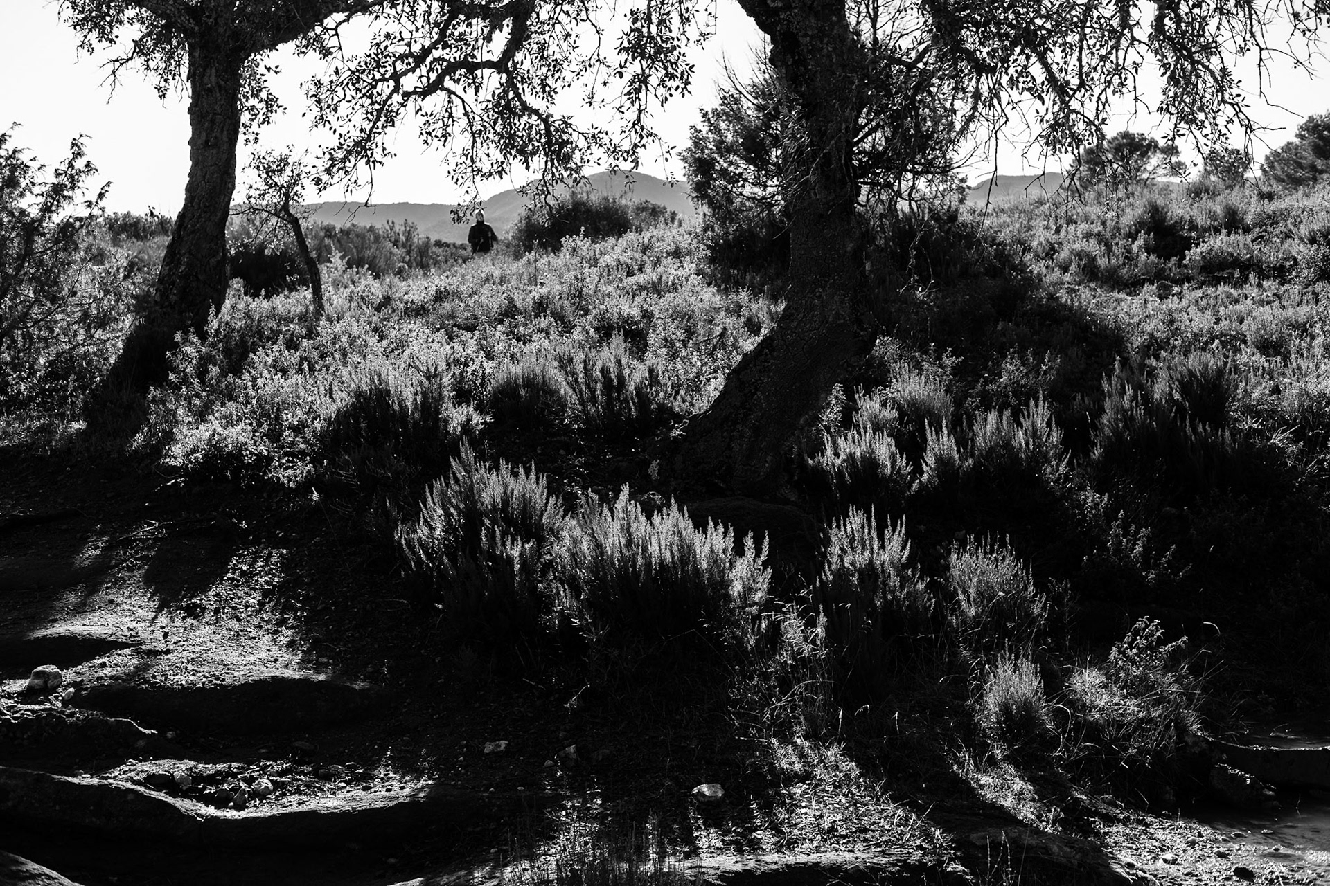 La Plaine des Maures, Var.France. Paysages en Noir et Blanc.