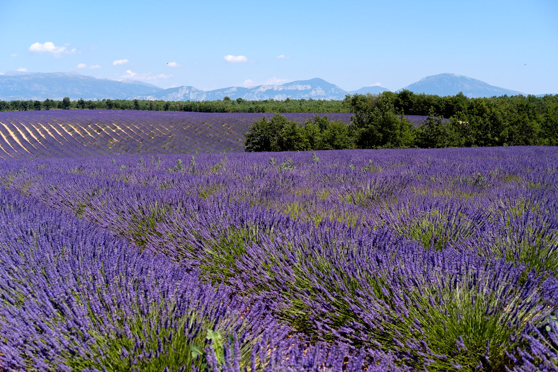 Les champs de lavande du plateau de Valensole, Alpes de haute provence, France