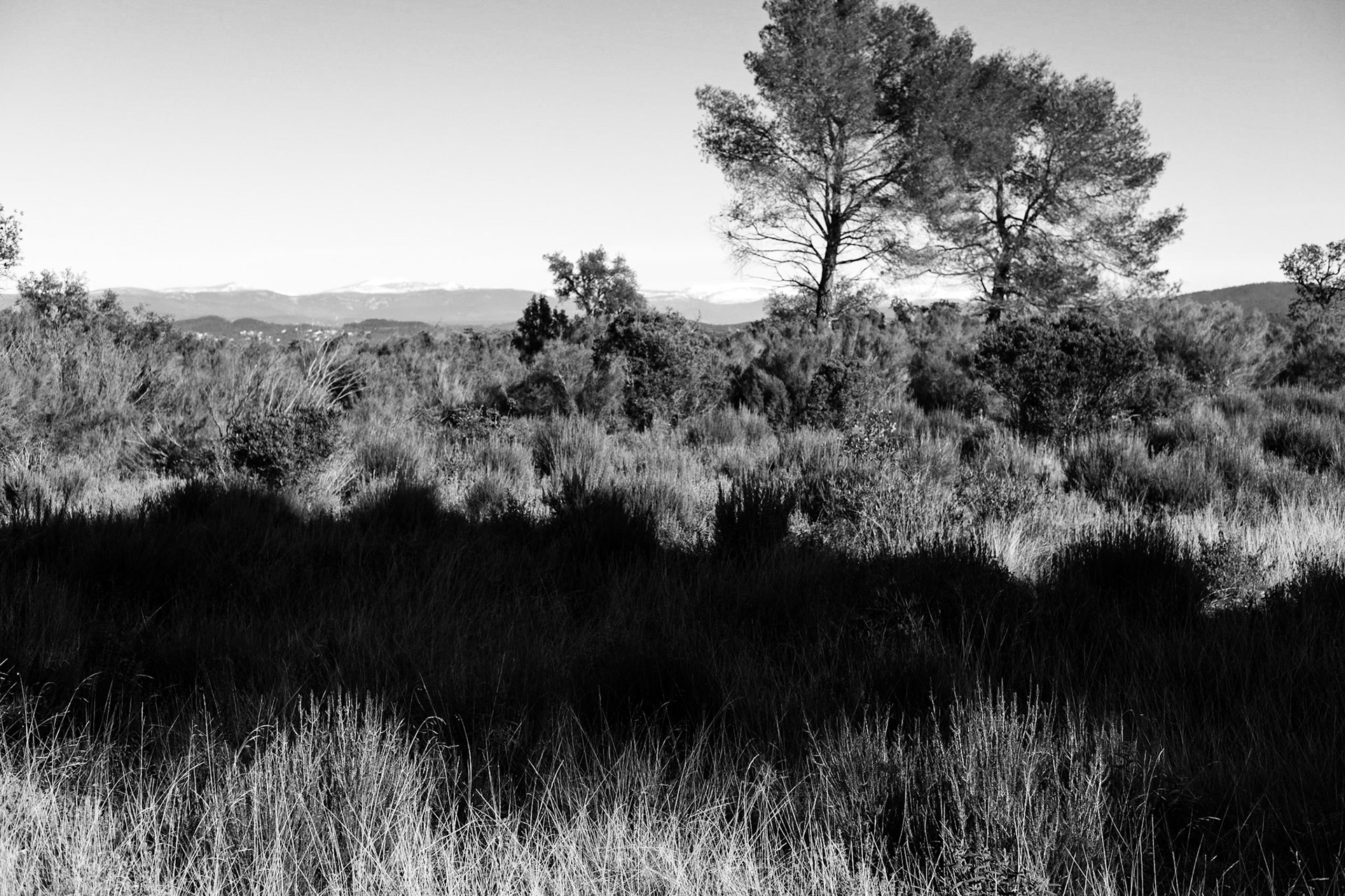 La Plaine des Maures, Var.France. Paysages en Noir et Blanc.