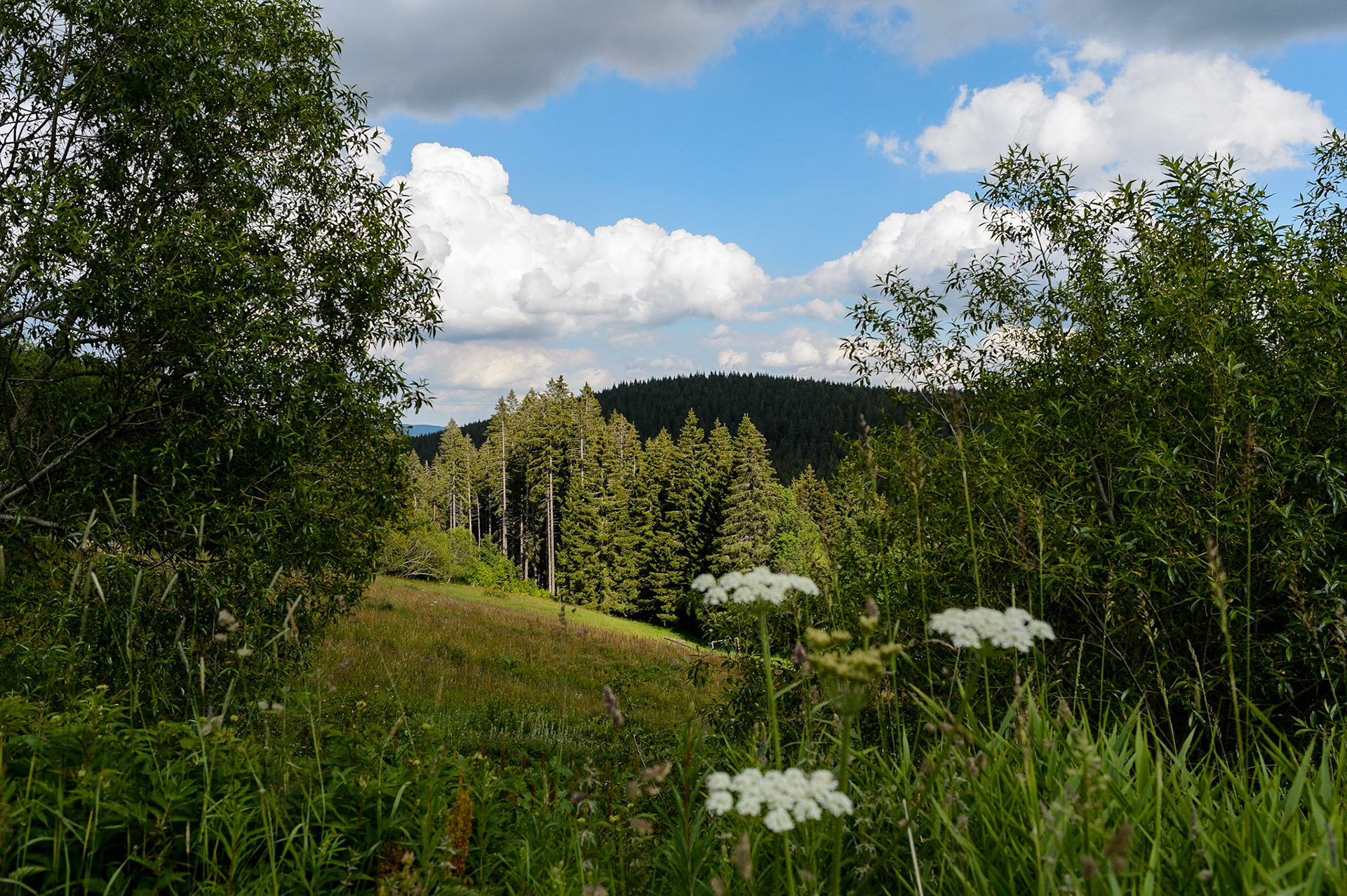 Paysages de Forêt Noire , Allemagne. Landschaften Schwarzwald, Deutschland