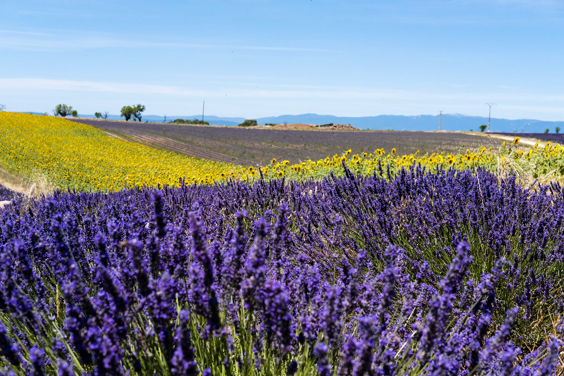 Les champs de lavande du plateau de Valensole, Alpes de haute provence, France
