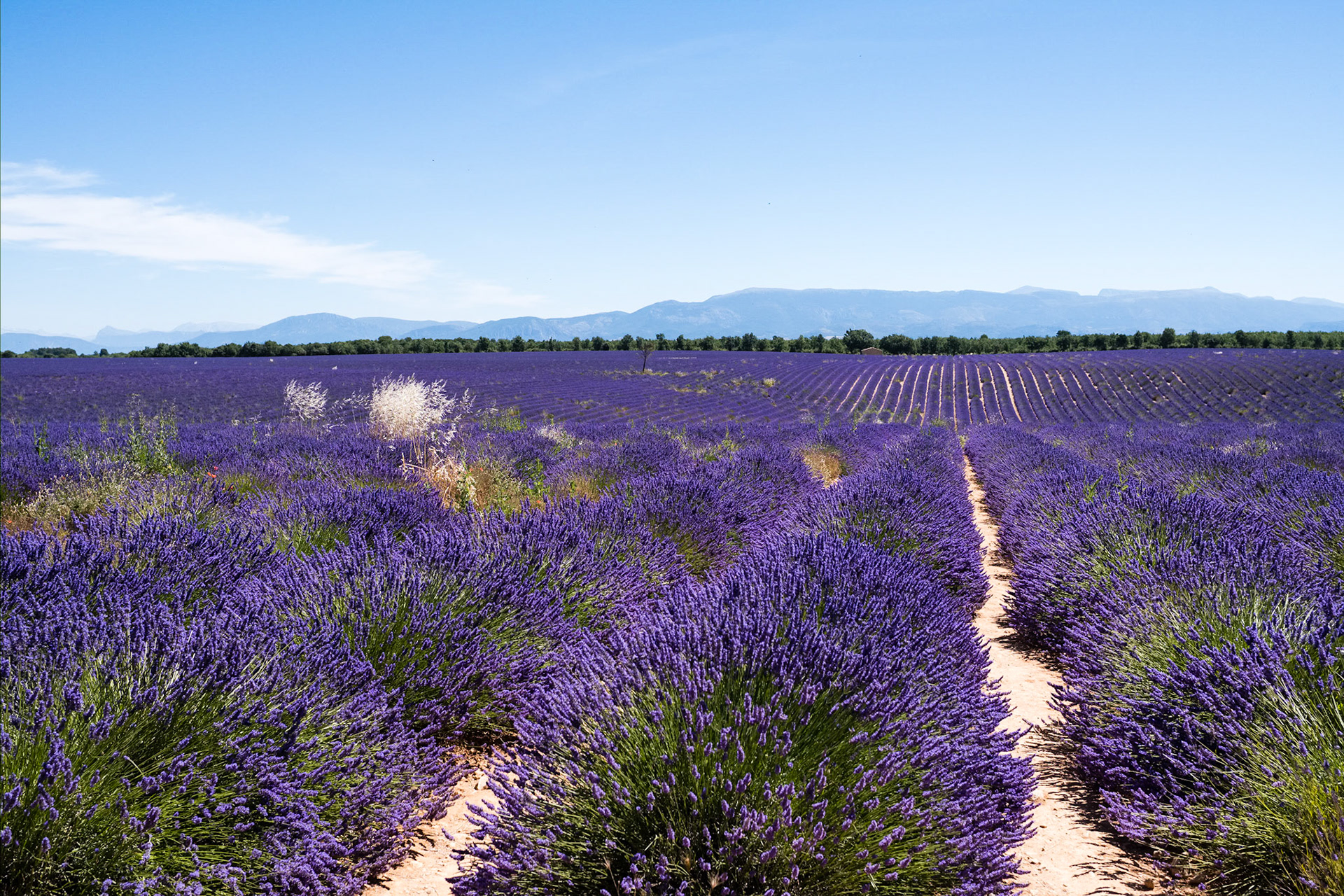 Les champs de lavande du plateau de Valensole, Alpes de haute provence, France