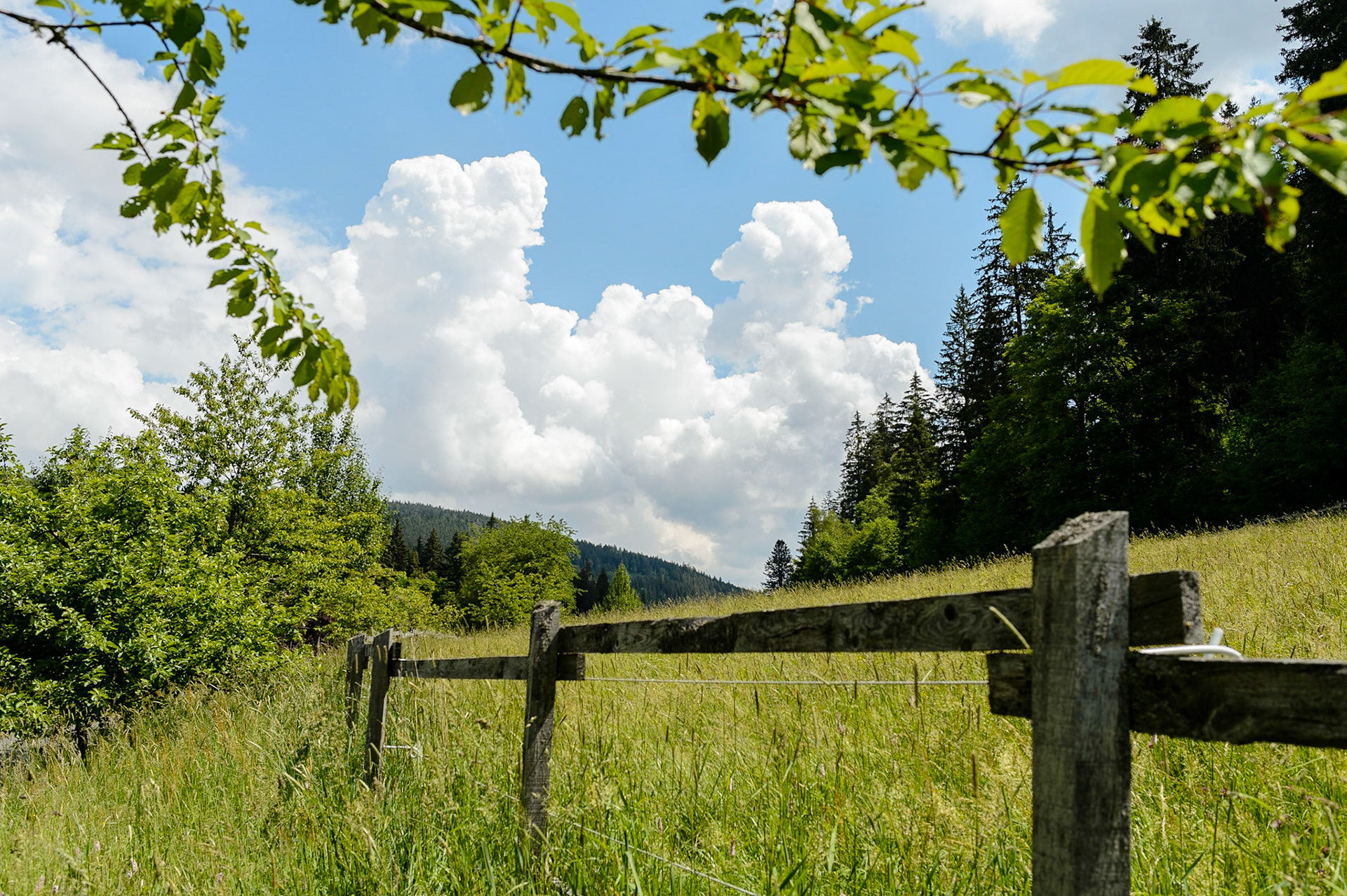 Paysages de Forêt Noire , Allemagne. Landschaften Schwarzwald, Deutschland