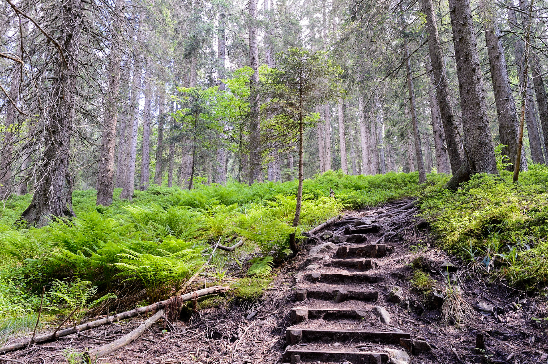 Paysages de Forêt Noire , Allemagne. Landschaften Schwarzwald, Deutschland