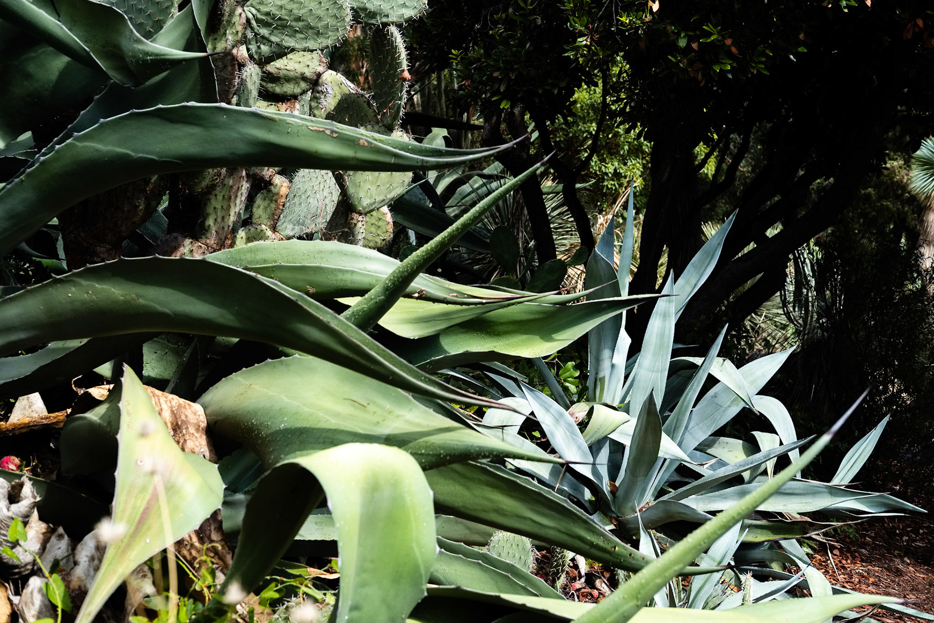 Le Jardin des Méditerranées. Domaine du Rayol, Var. France.