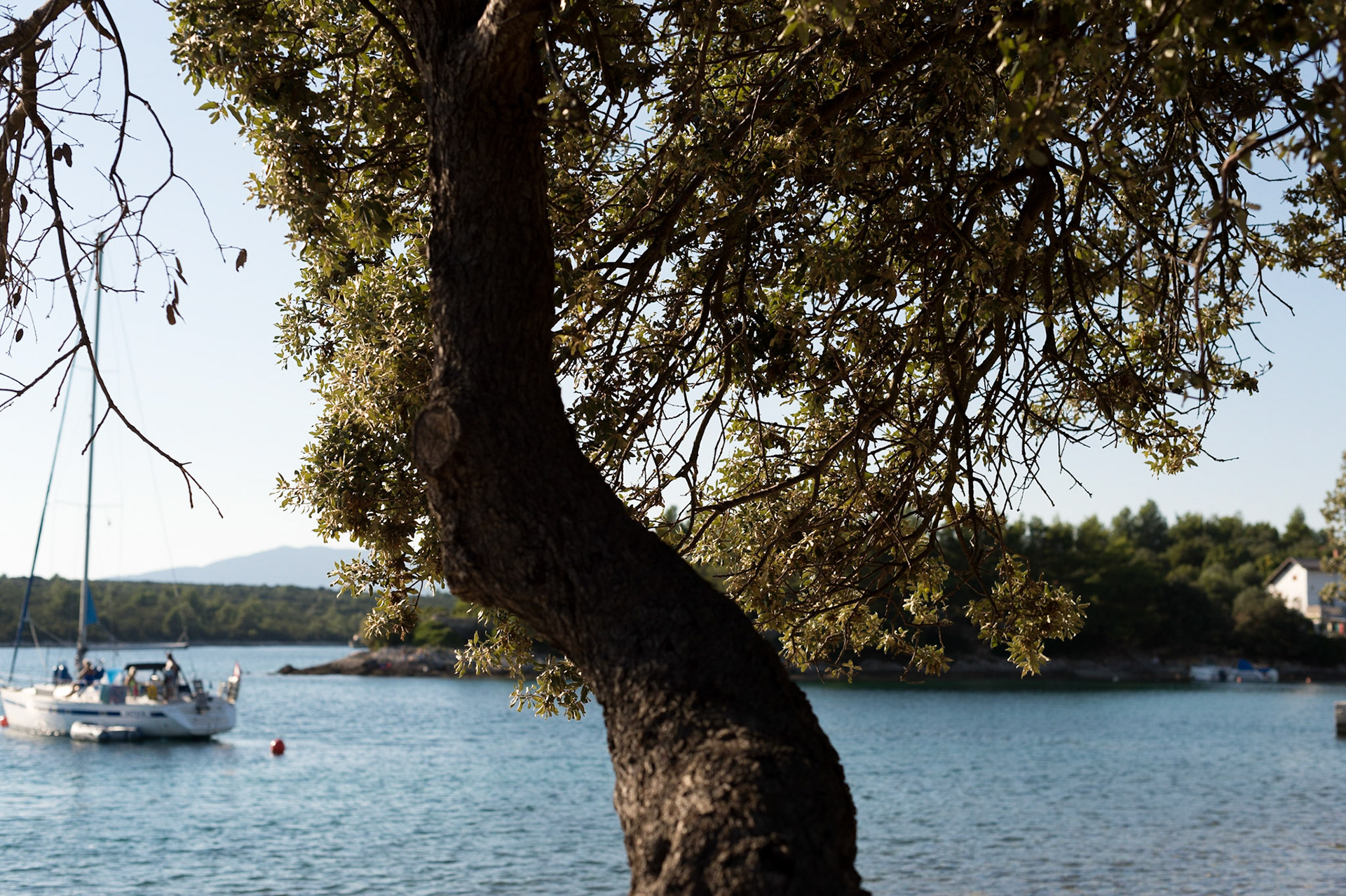 Punta Kriza, ile de Cres, Croatie. /  Punta Kriza, island of Cres, Croatia.