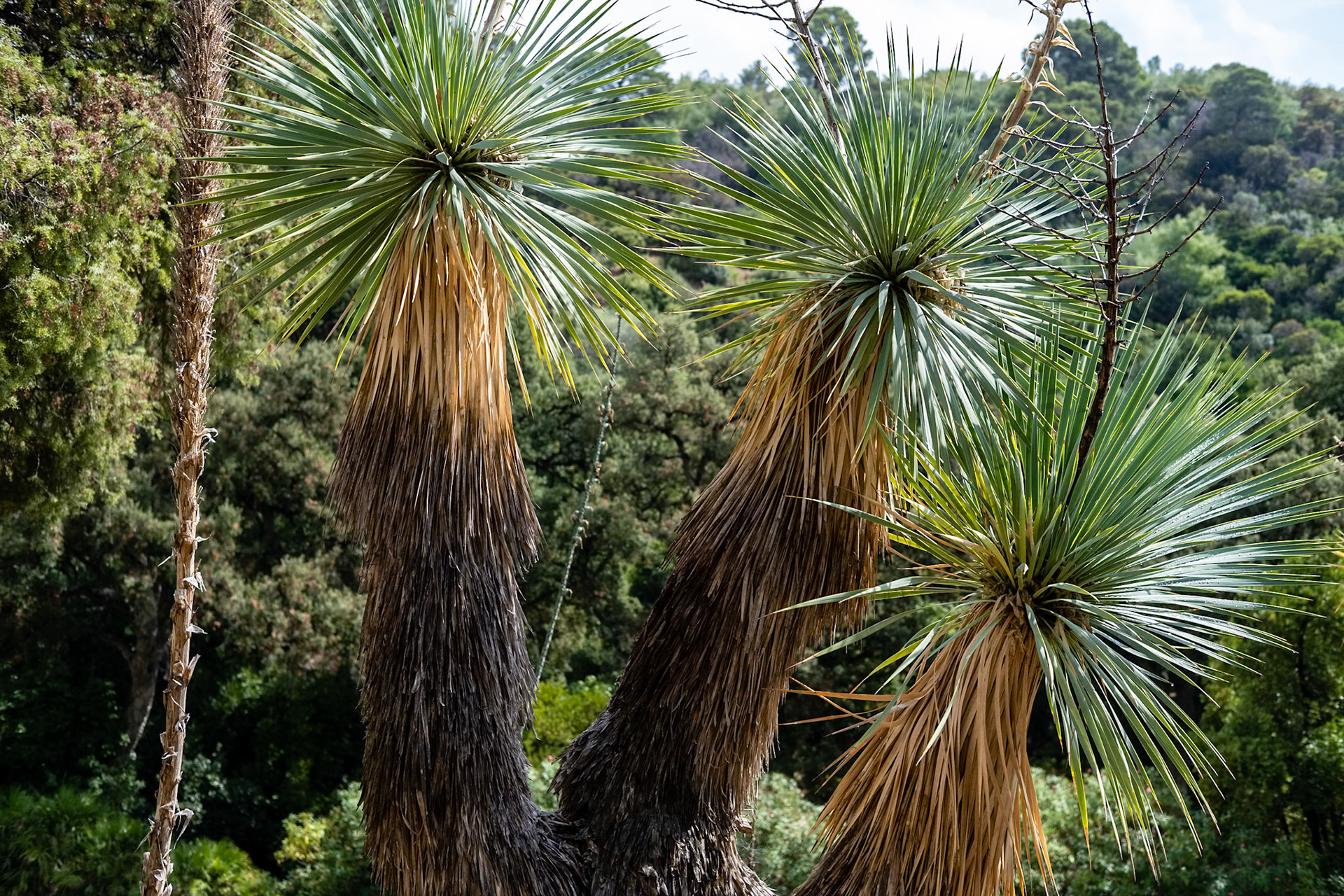Trois Yuccas Rostrata dans le Jardin des Méditerranées. Domaine du Rayol, Var. France.