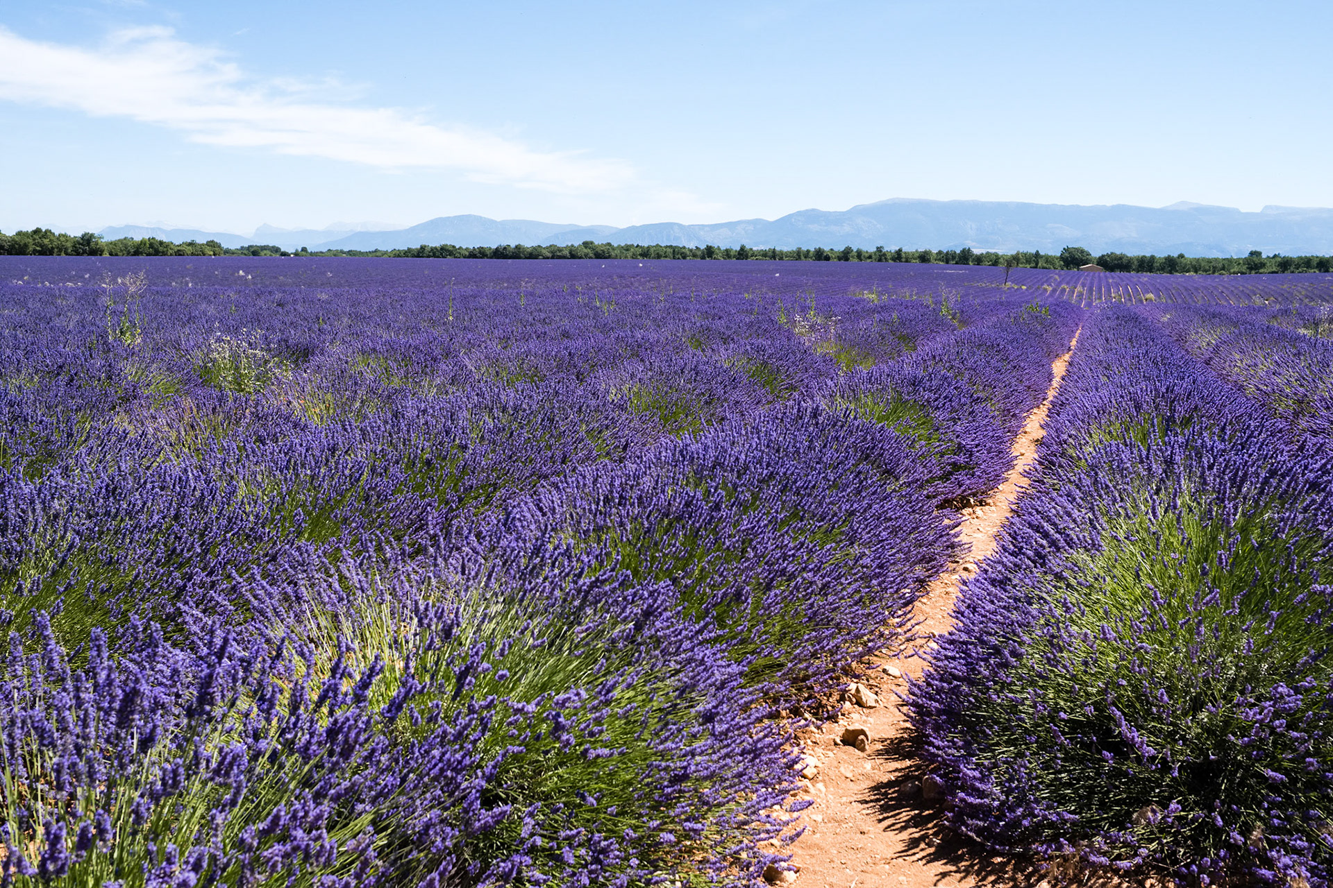 Les champs de lavande du plateau de Valensole, Alpes de haute provence, France