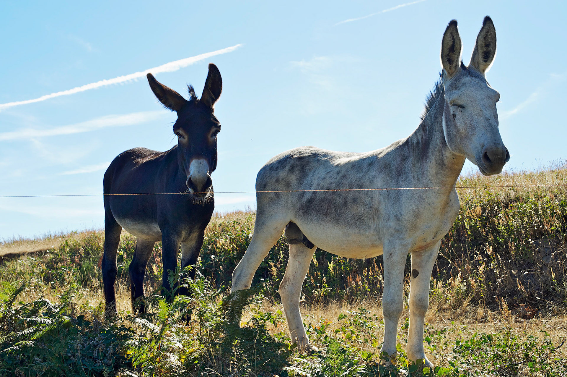 Deux anes. Hautes Corbieres, Aude, France.