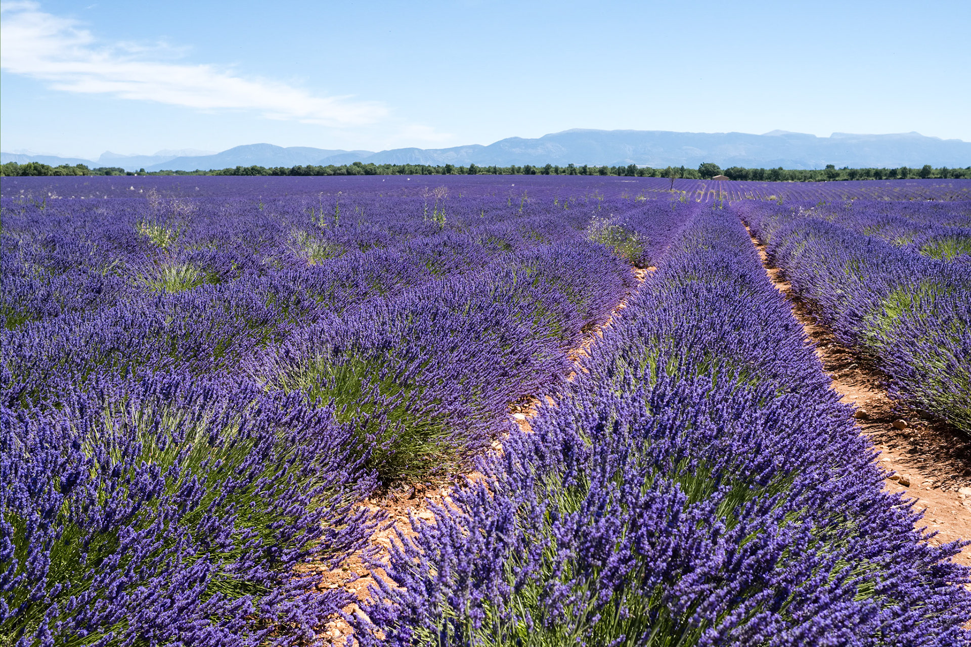 Les champs de lavande du plateau de Valensole, Alpes de haute provence, France