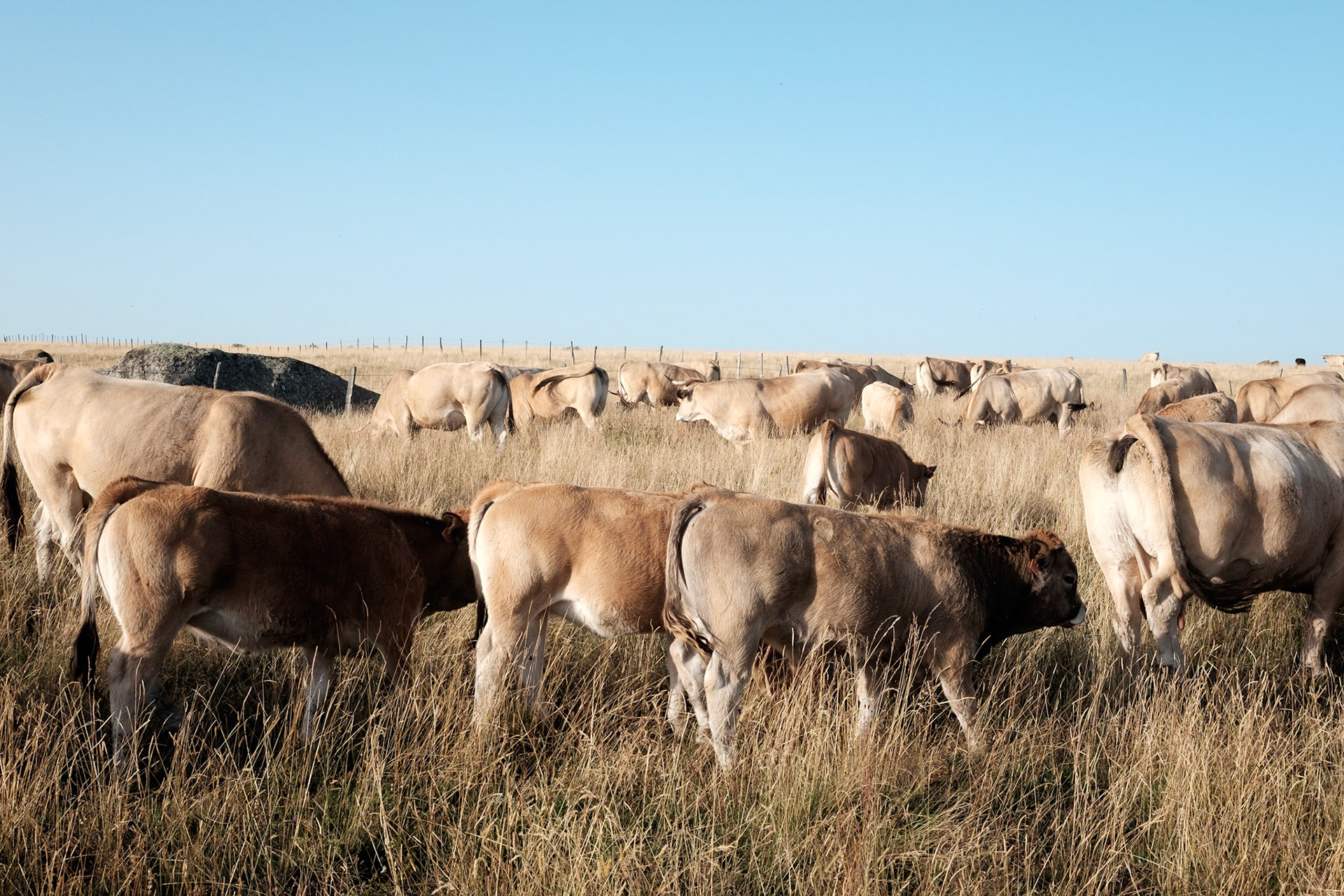 Aubrac, Auvergne,France.