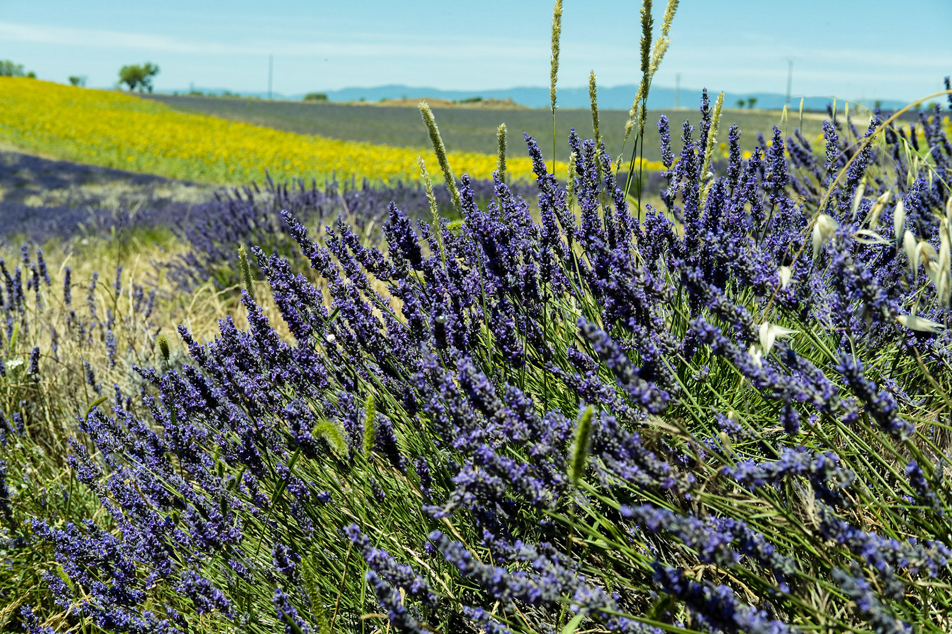 Les champs de lavande du plateau de Valensole, Alpes de haute provence, France