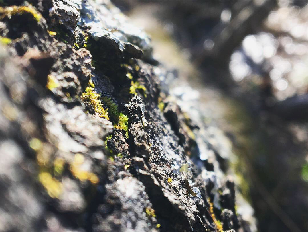 Moss
