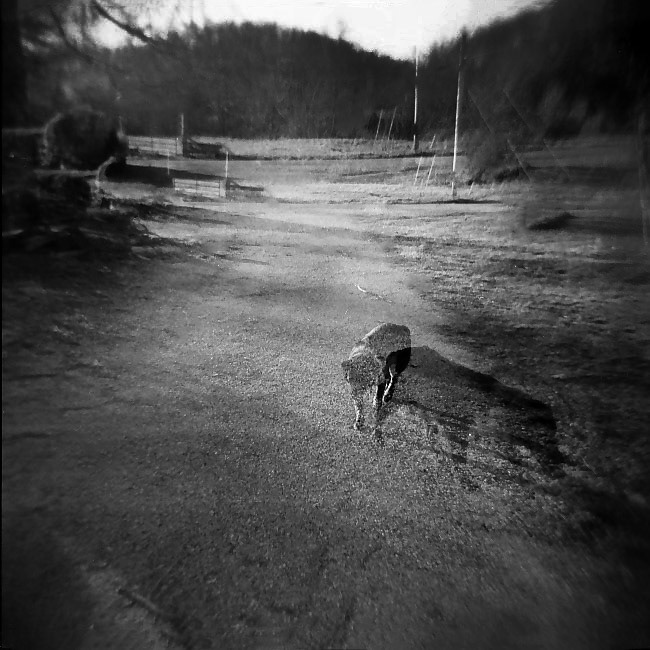 Ghost Dog