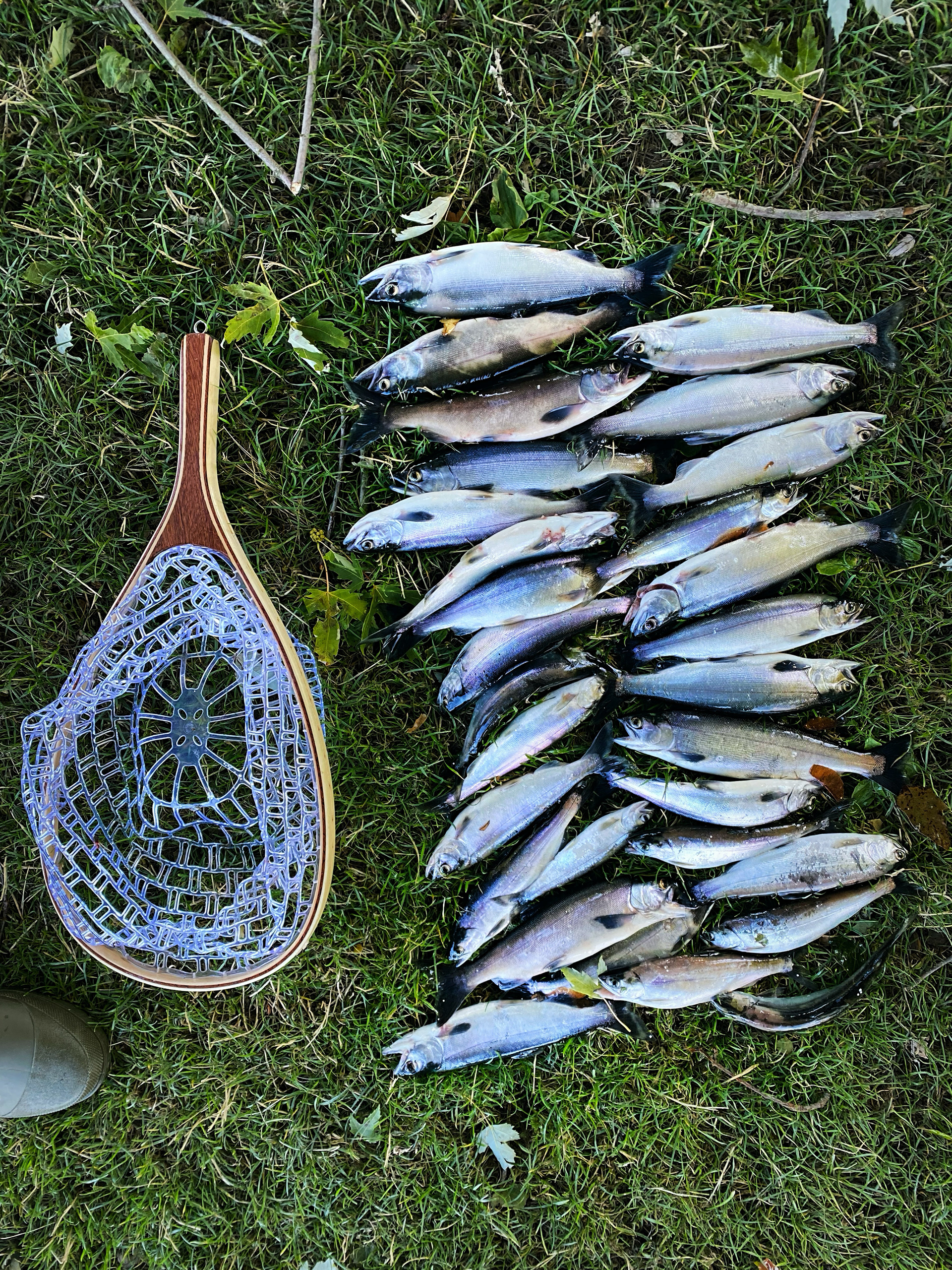 Kokanee salmon bag, Lake Whatcom, WA