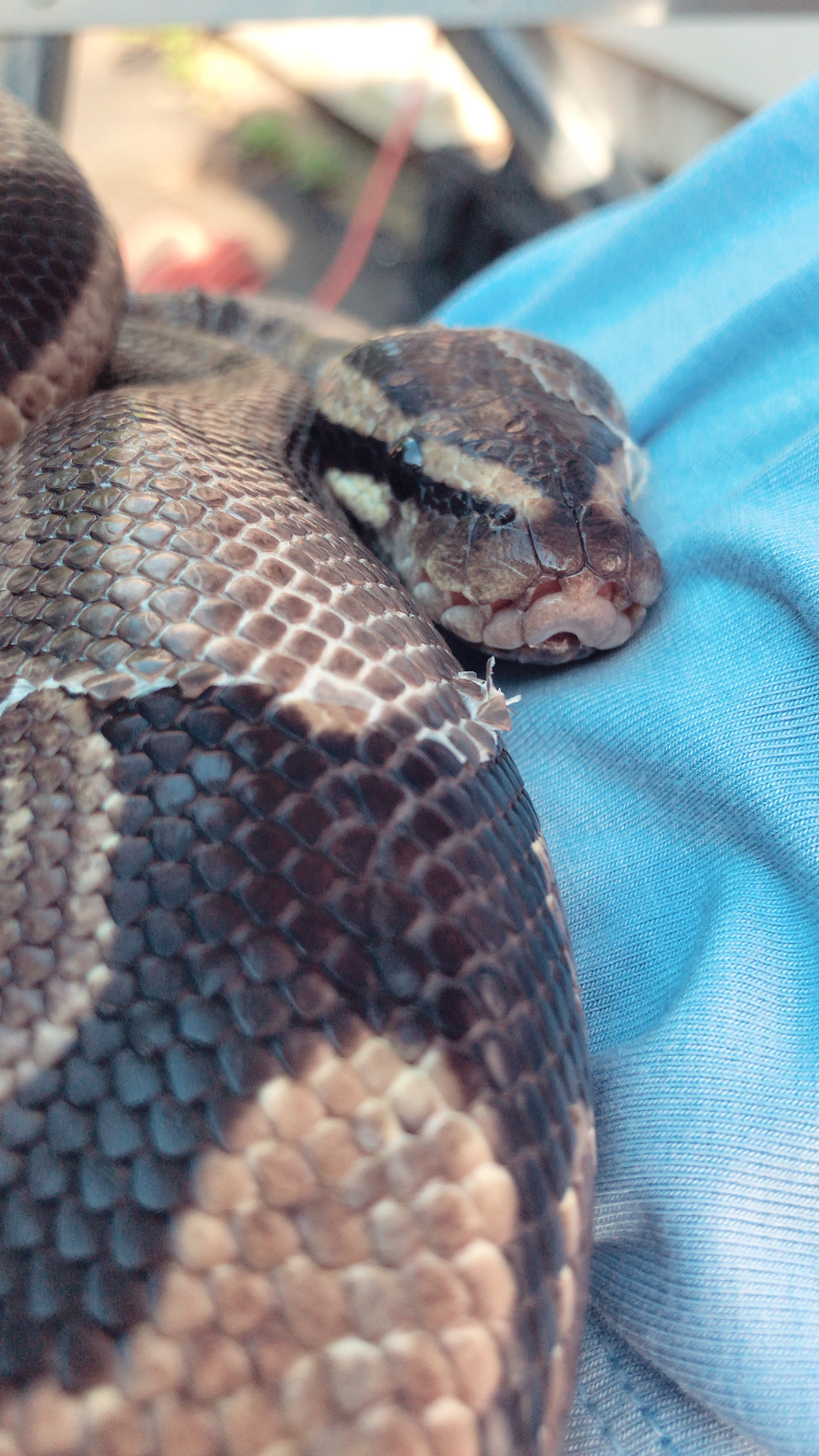 Blake the Snake, ball python and #1 noodle