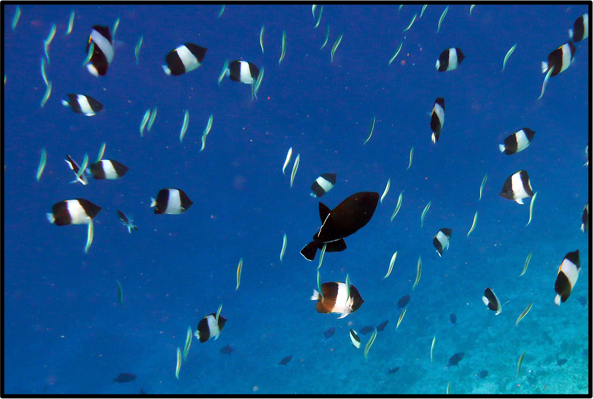 Synced fish in blue - Maldives