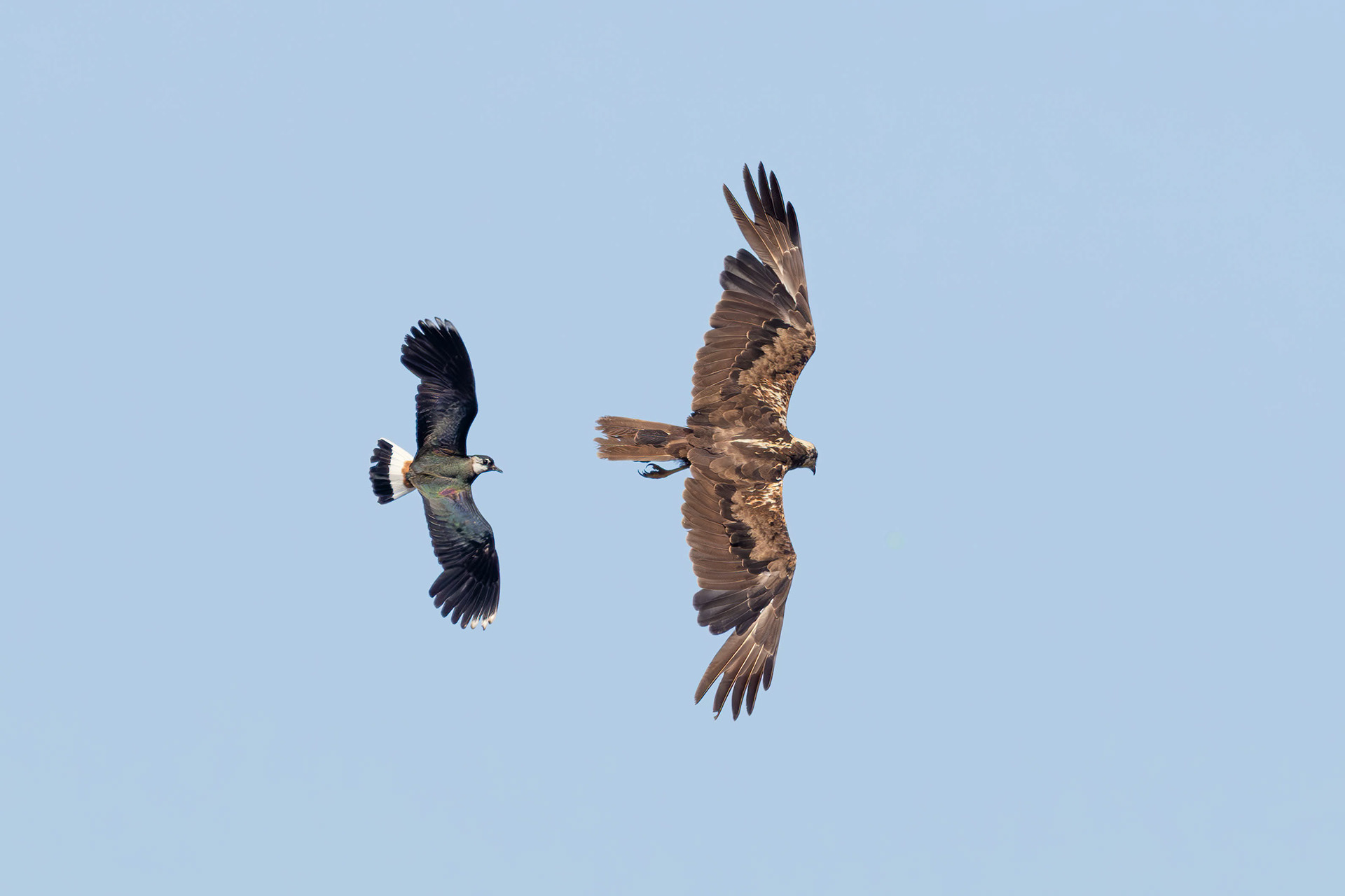 Lapwing chasing off marsh harrier, Lepelaarplassen - Almere (2024)