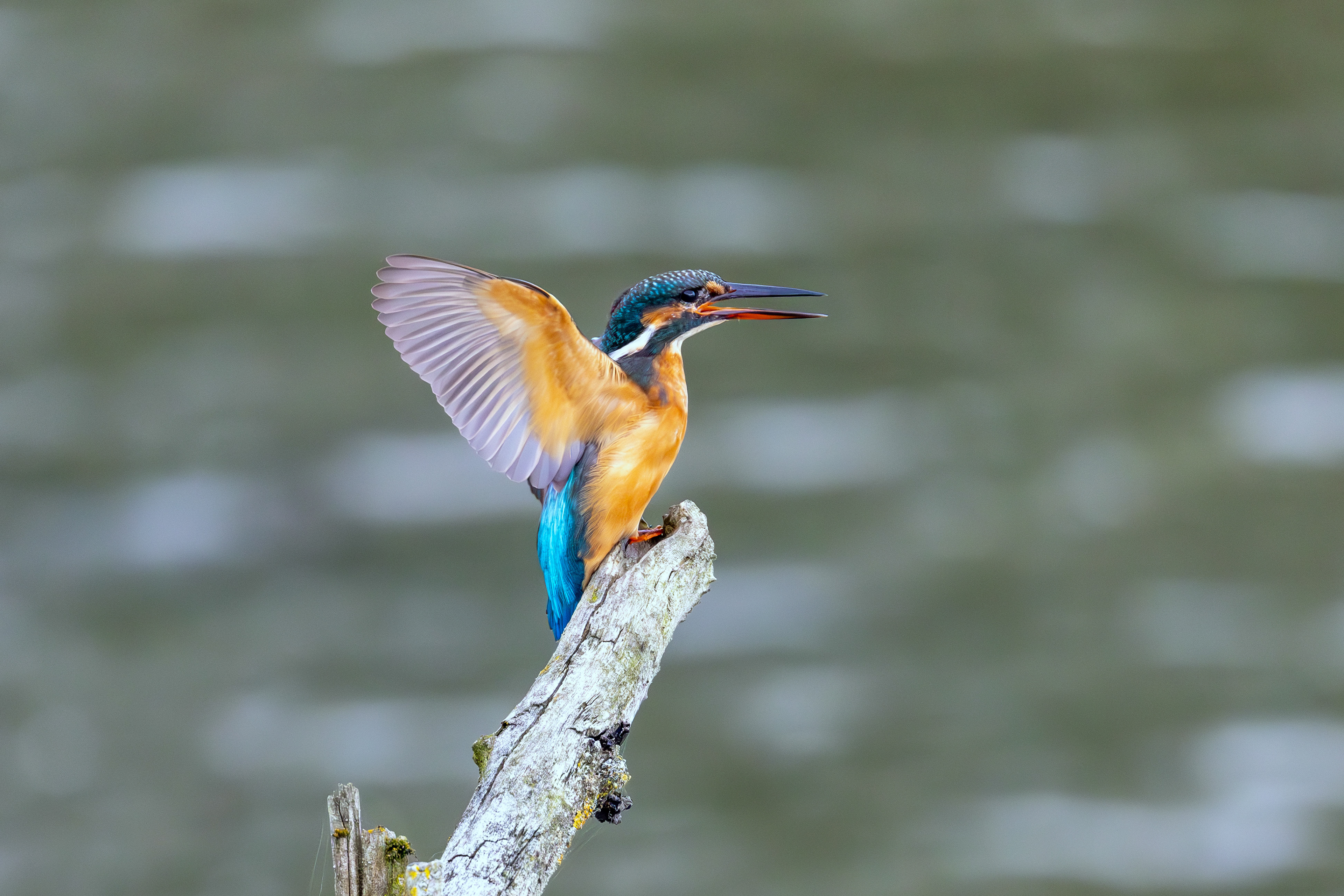 Wings of beauty, Lepelaarplassen - Almere (2023)