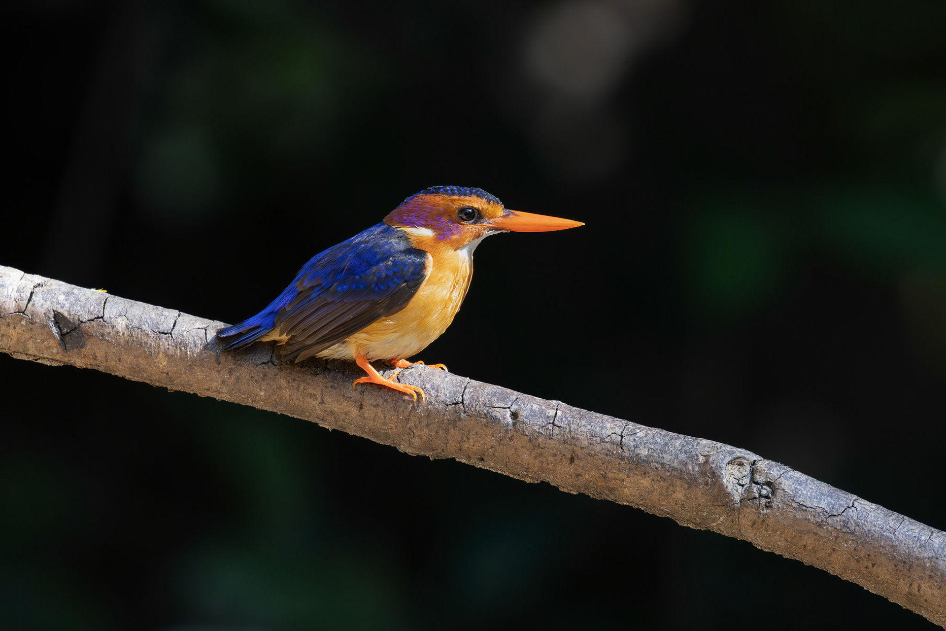 African Pygmy Kingfisher
