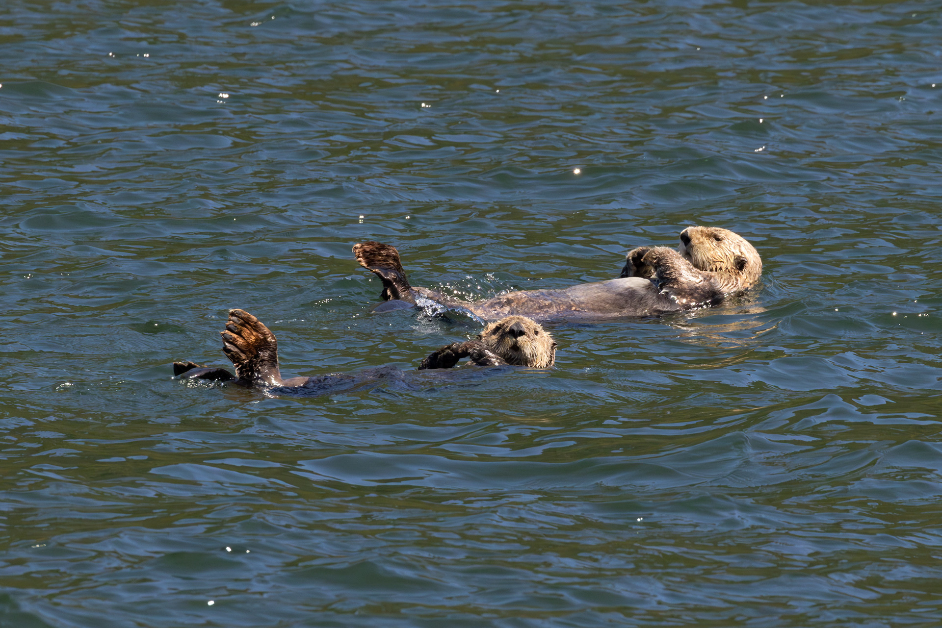 Sea otters