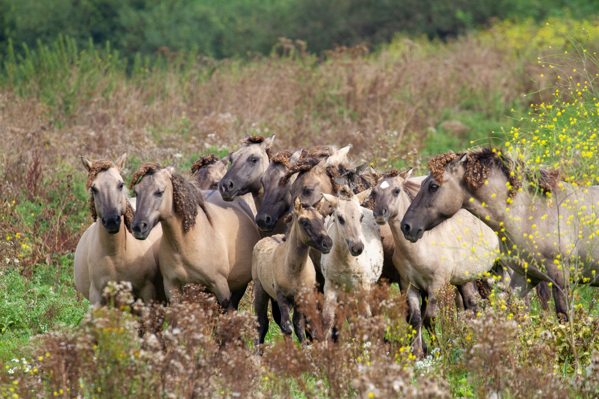 Konik horses, Oostvaardersplassen - Netherlands