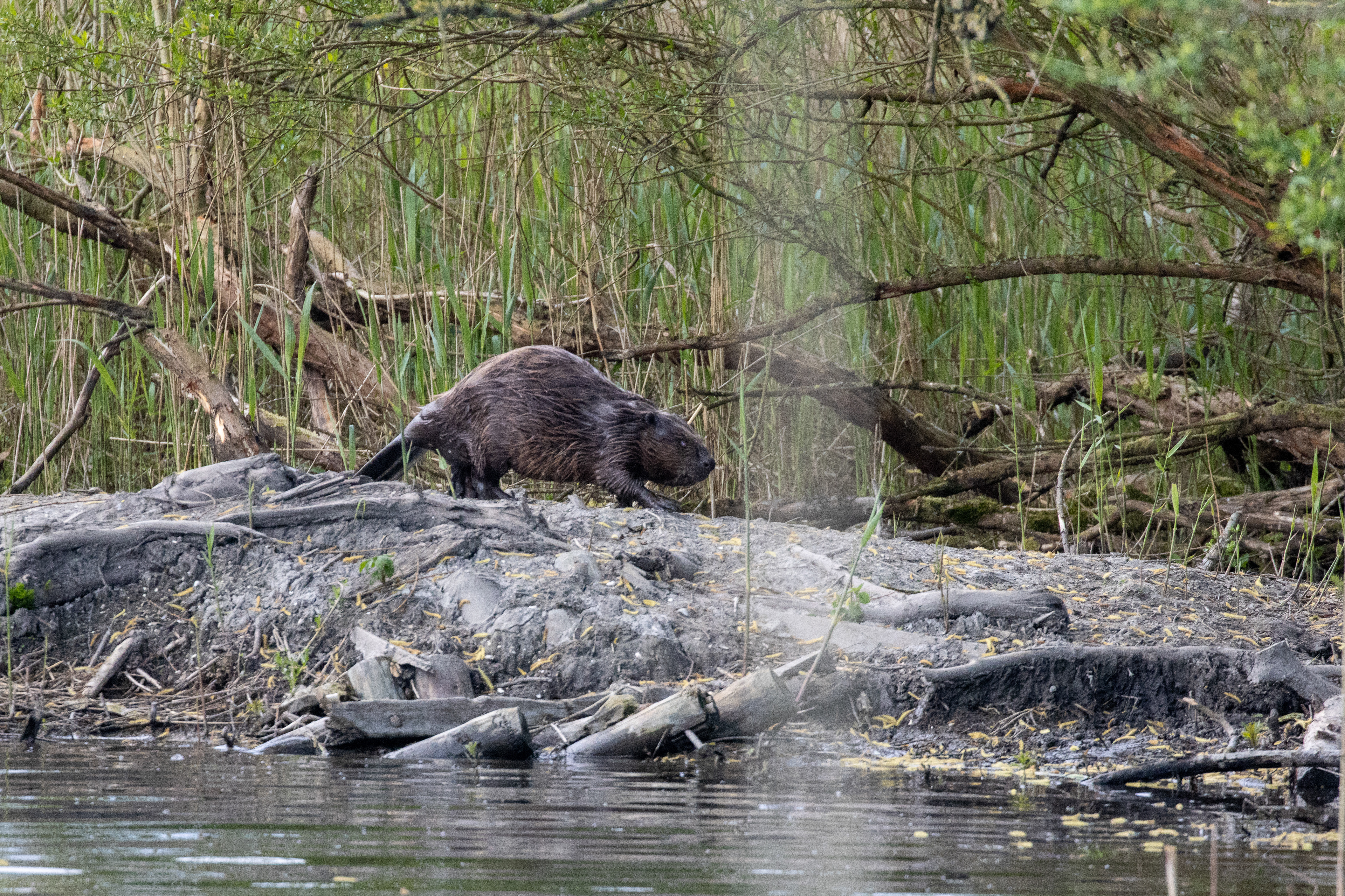 Beaver on the stroll - Lepelaarsplassen, Almere (NL)