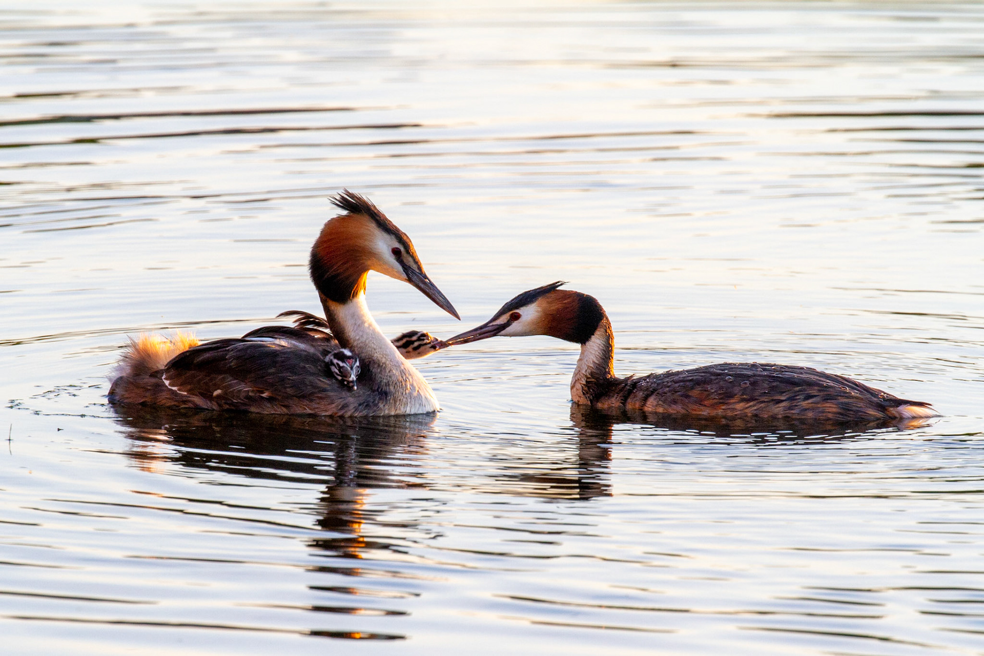 Feeding Great crested grebe, Noorderplassen Noord - Almere (NL)