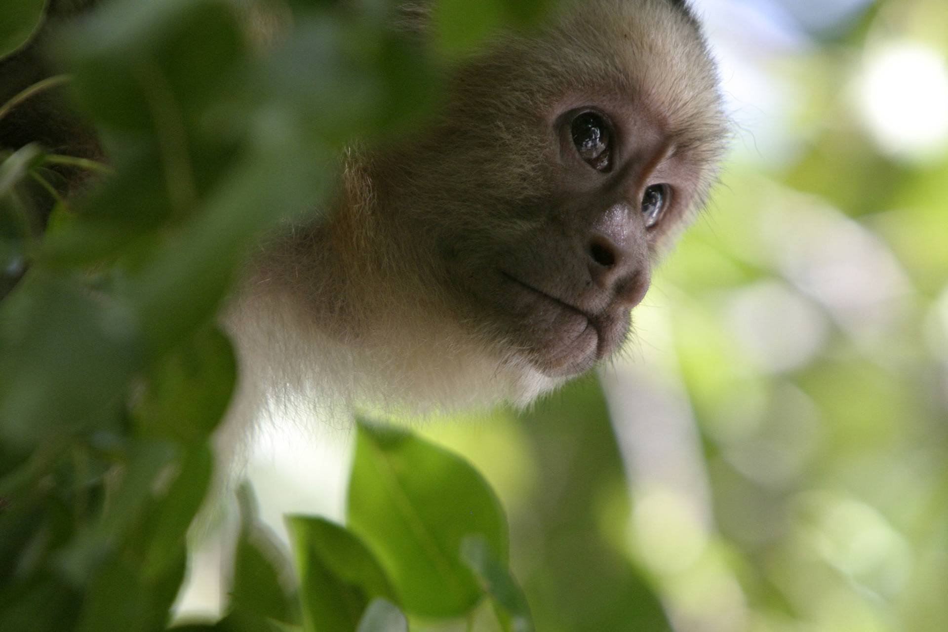 Capuchin monkey - Costa Rica