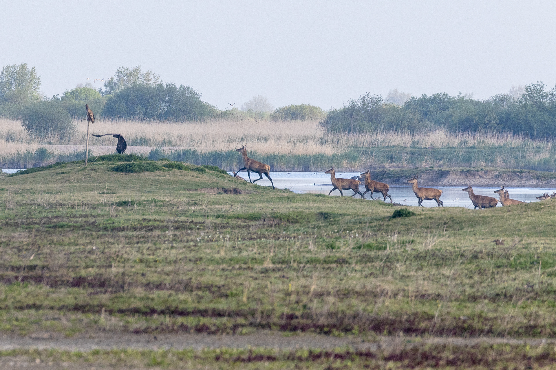 Deers approaching sea eagles - Oostvaardersplassen, Almere (NL)