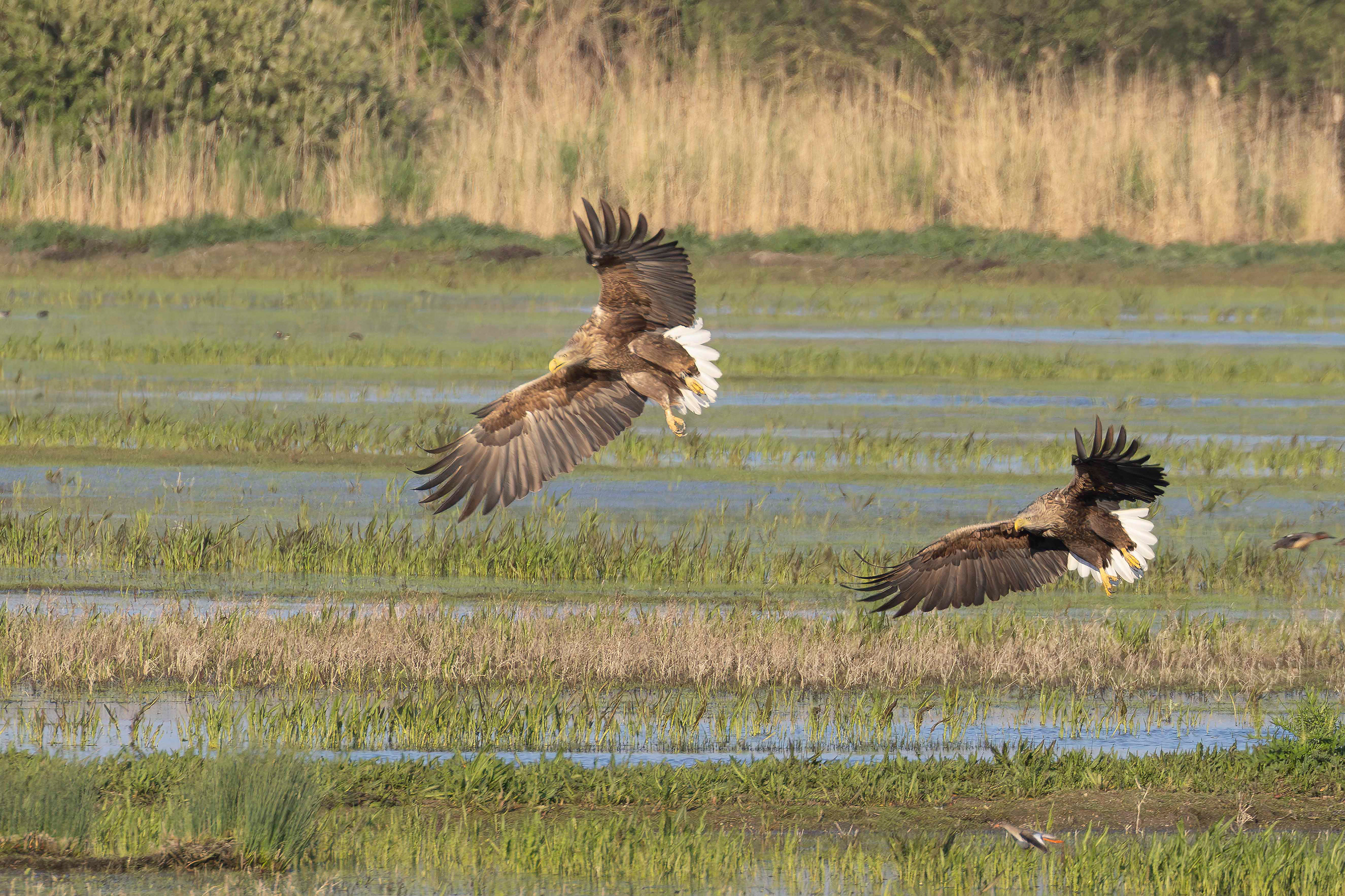 Two white-tailed eagles landing, Lepelaarplassen - Almere (2025
