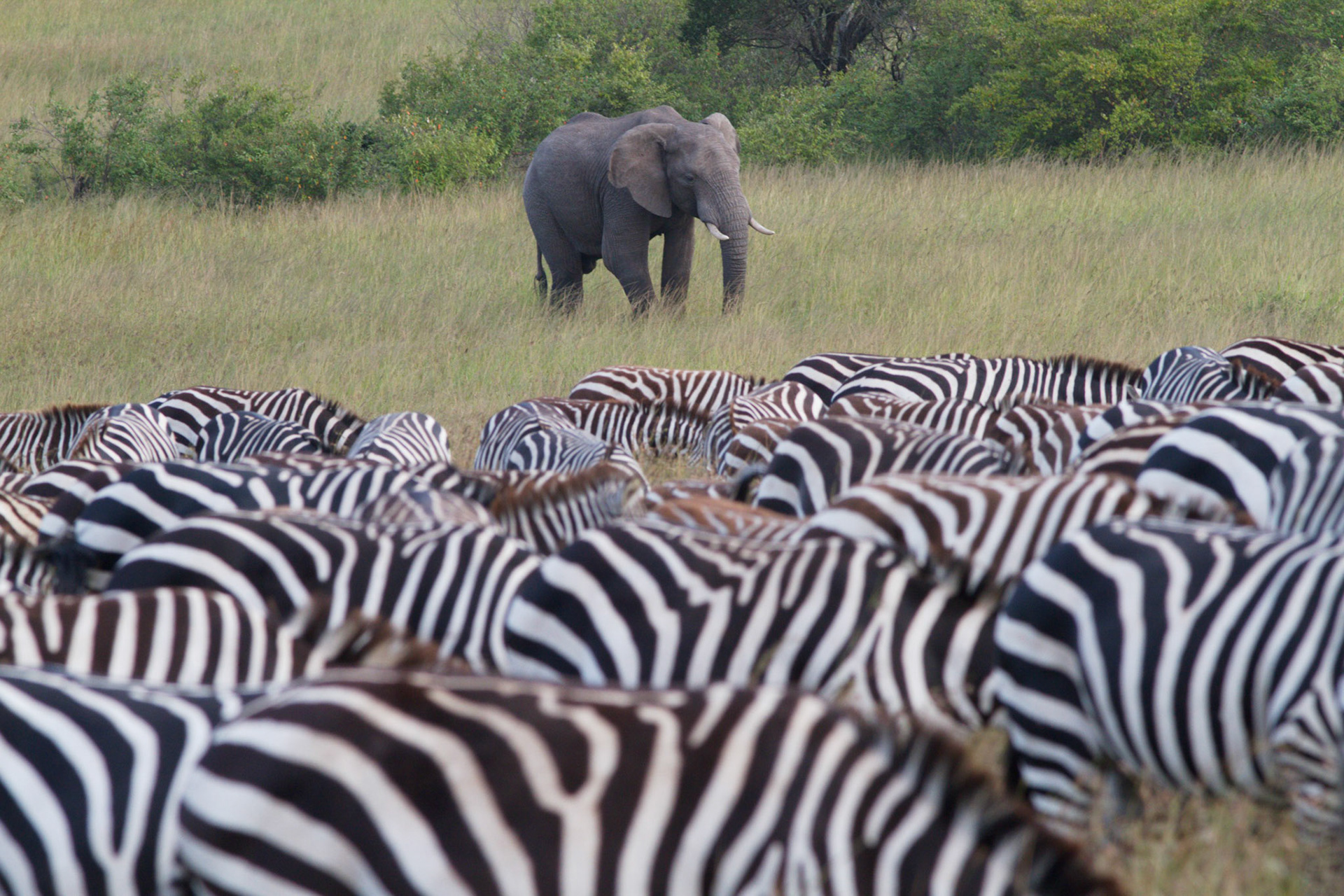 Elephant crossing zebras, Masai Mara, Kenya