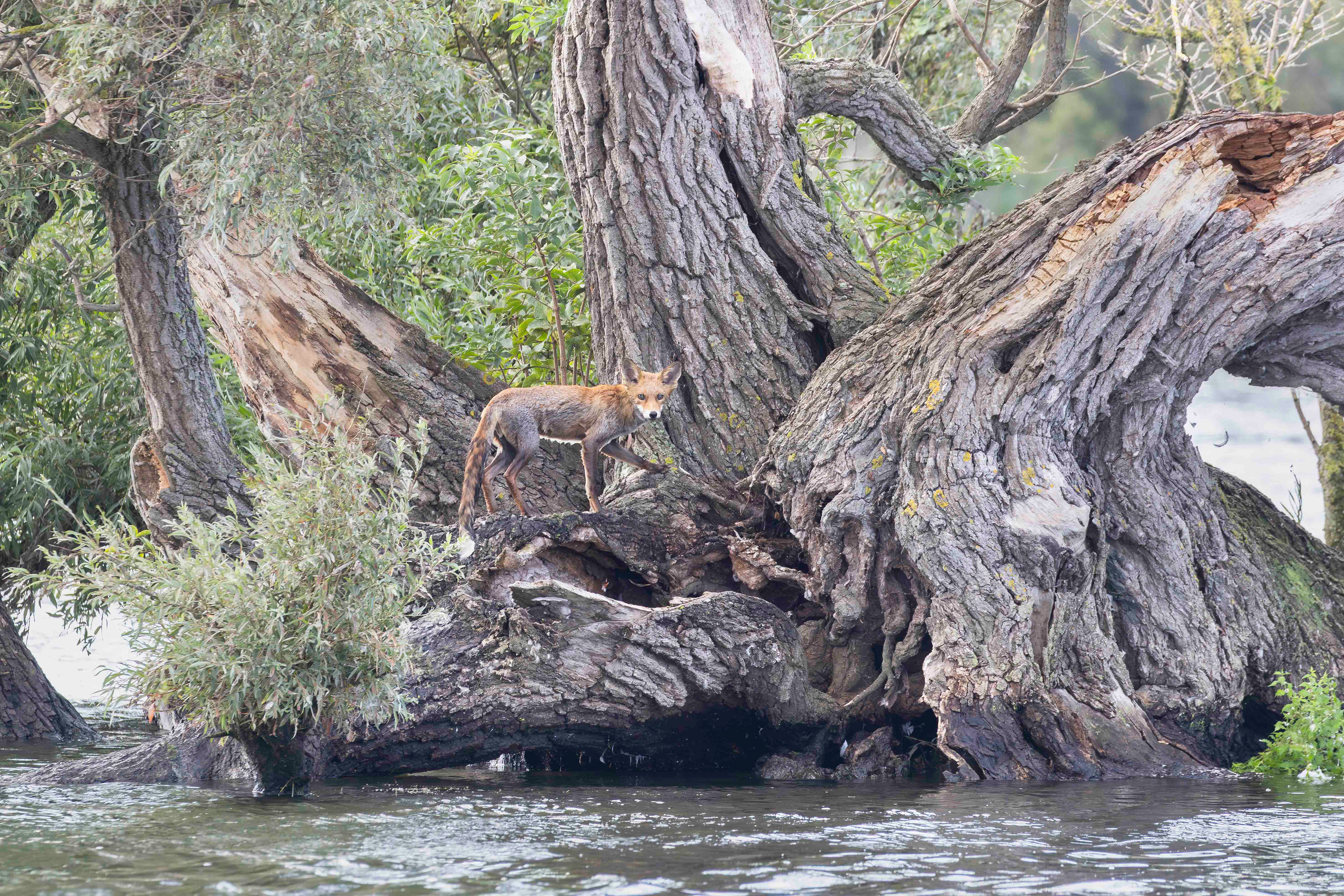 Fox stranded on small island, Biesbosch (2025, NL)
