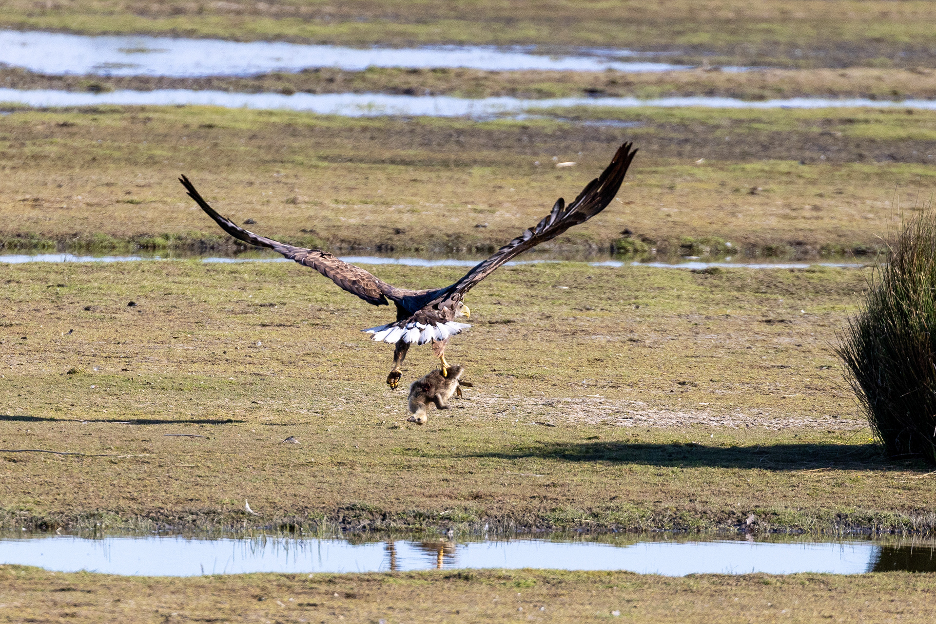 White-tailed eagle with catch, Lepelaarplassen - Almere (2022)