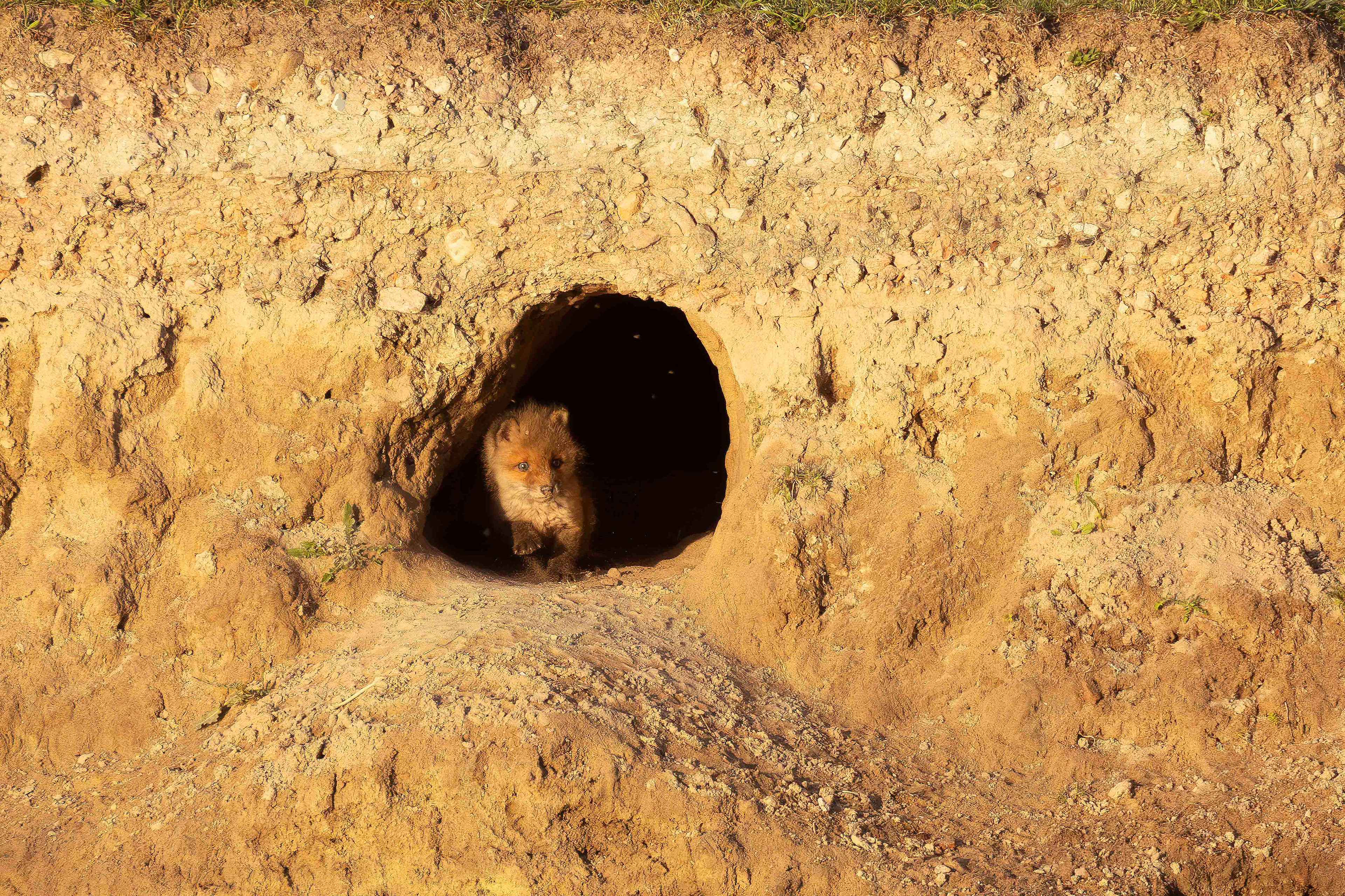 Baby fox, Oostvaardersplassen - Almere (2025)