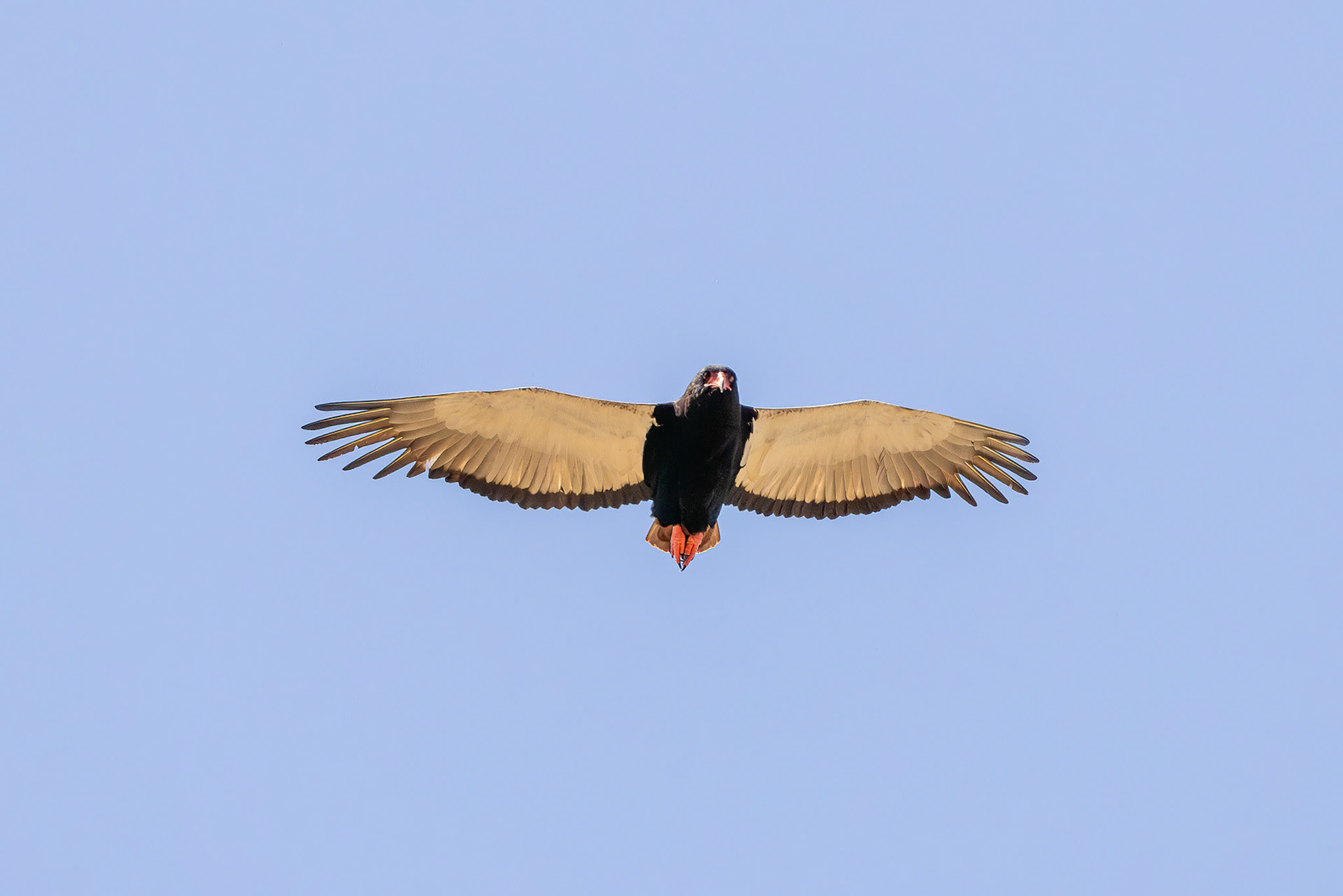 Bateleur in flight