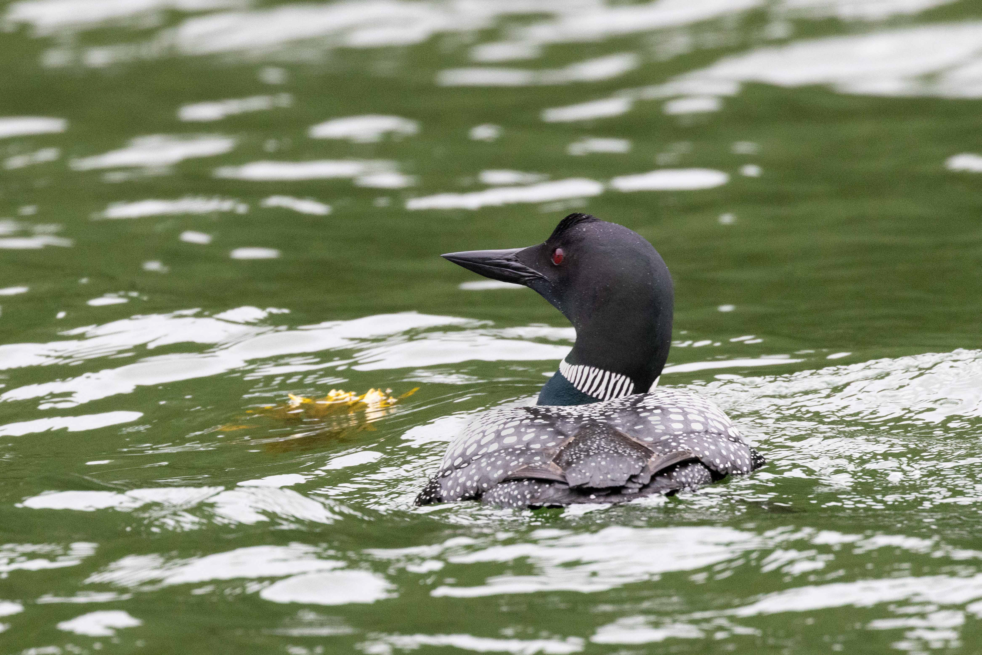 Common loon
