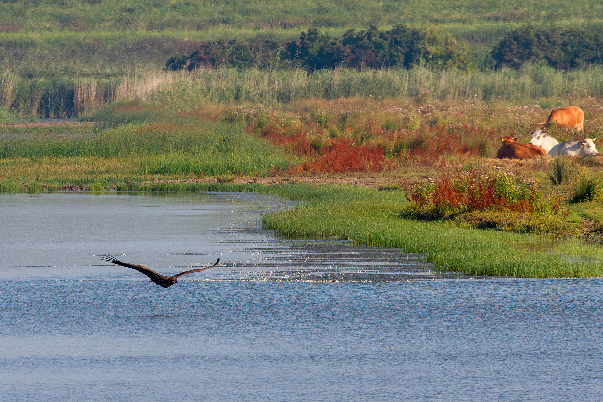 White-tailed eagle in flight, Lepelaarplassen - Almere (2021)