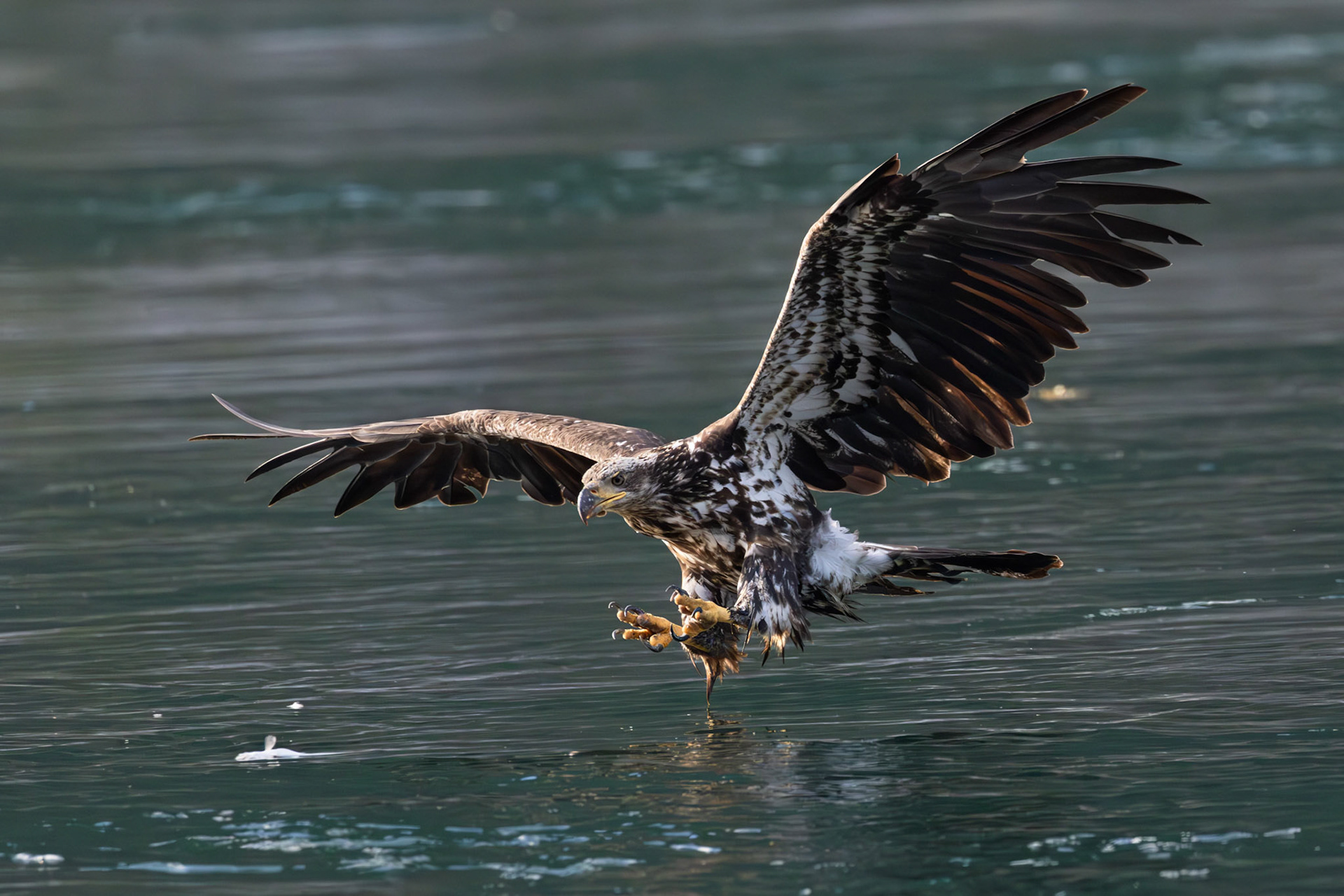 Juvenile bold eagle focusing on prey