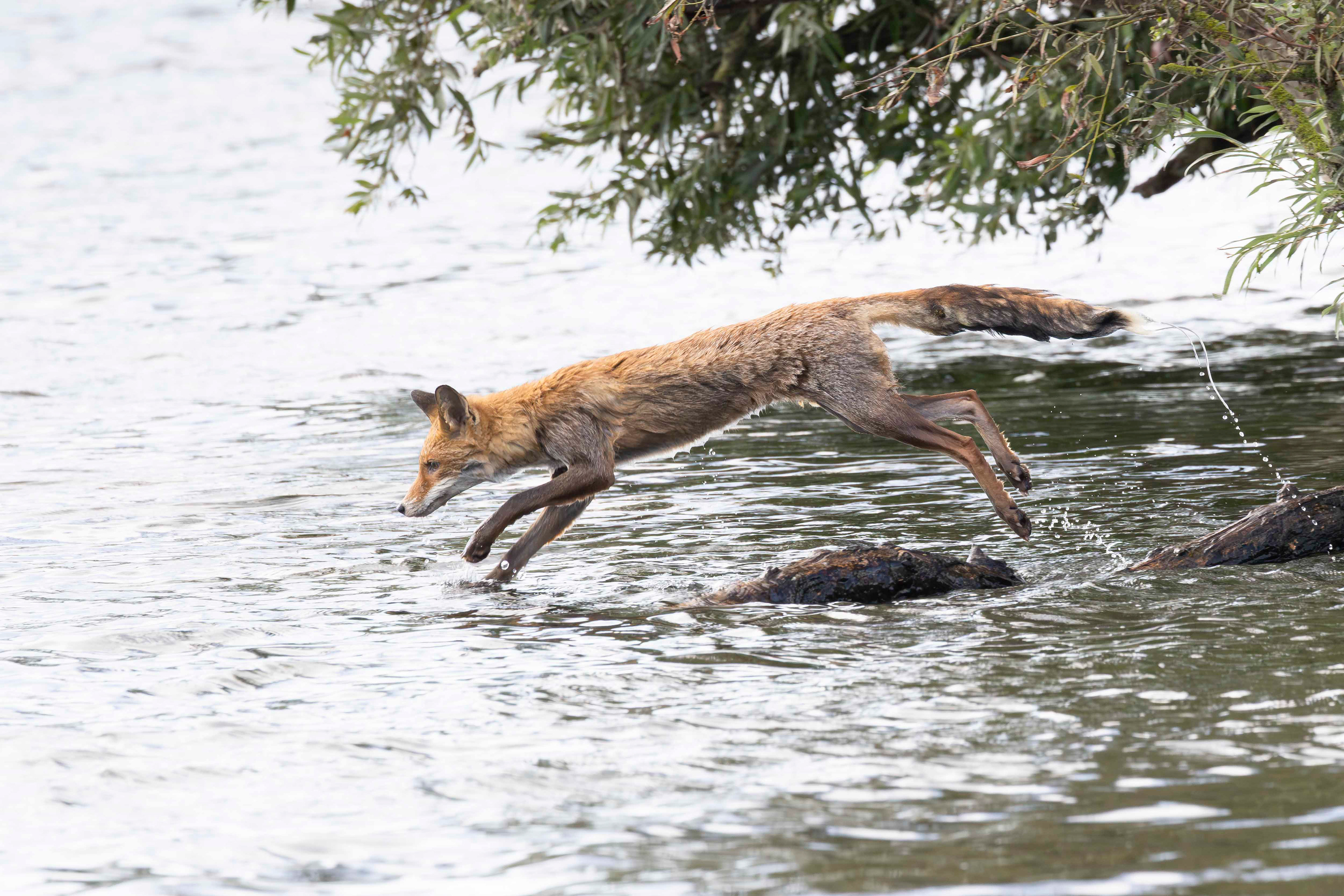 Fox jumping to water, Biesbosch (2025, NL)