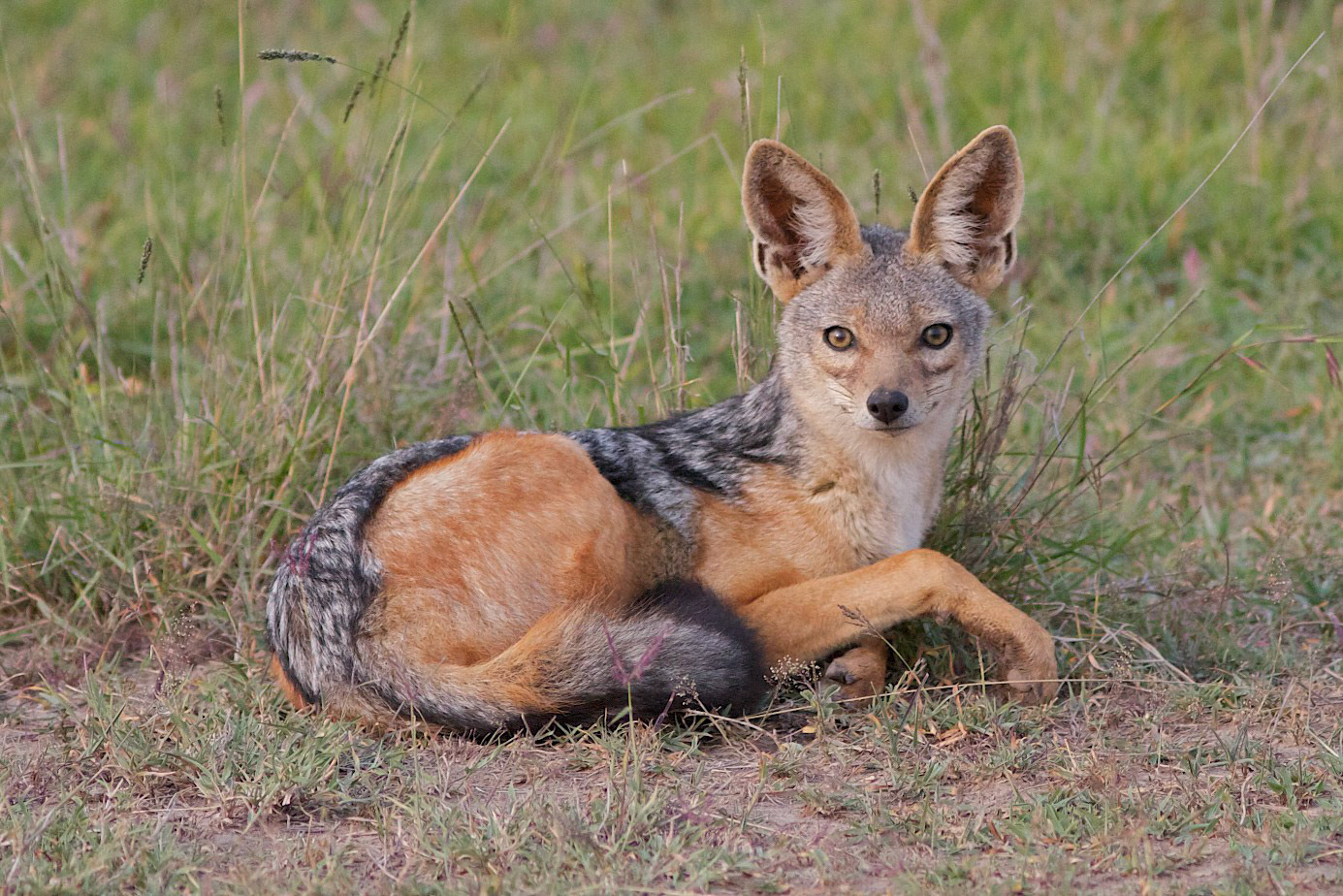 Jackle, Masai Mara, Kenya