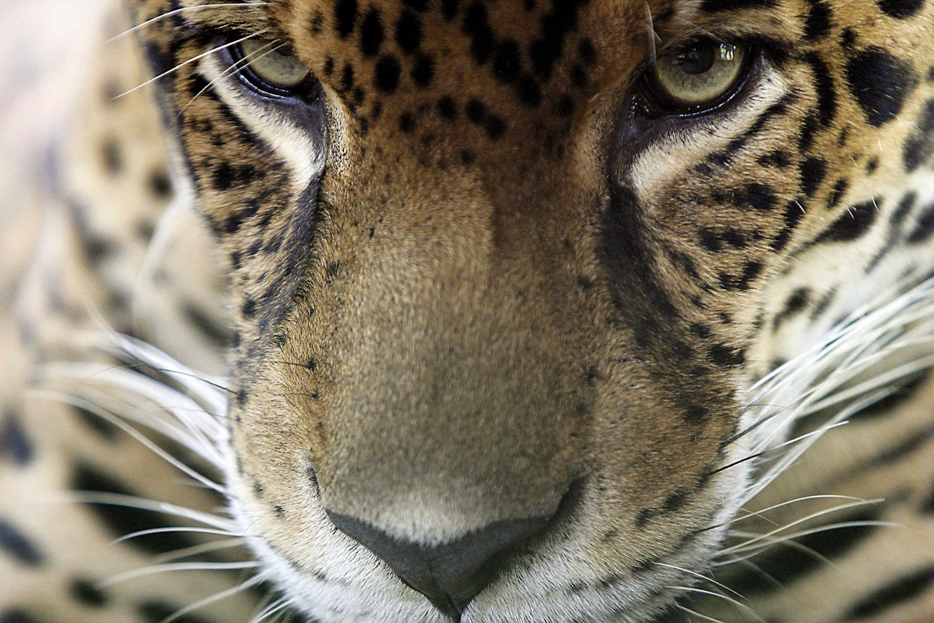 Jaguar in shelter - Costa Rica