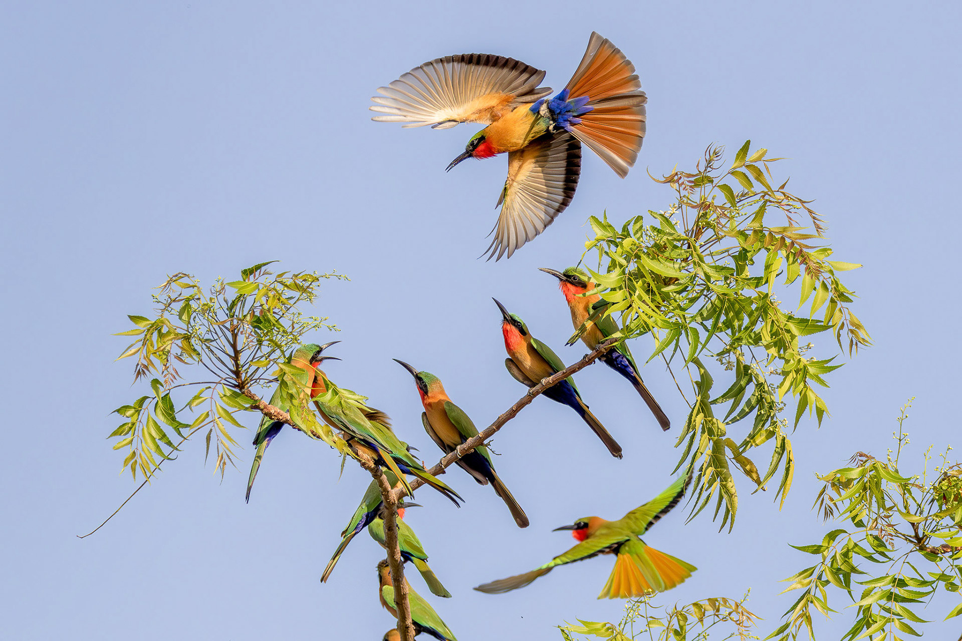Red-throated Bee-eaters in tree