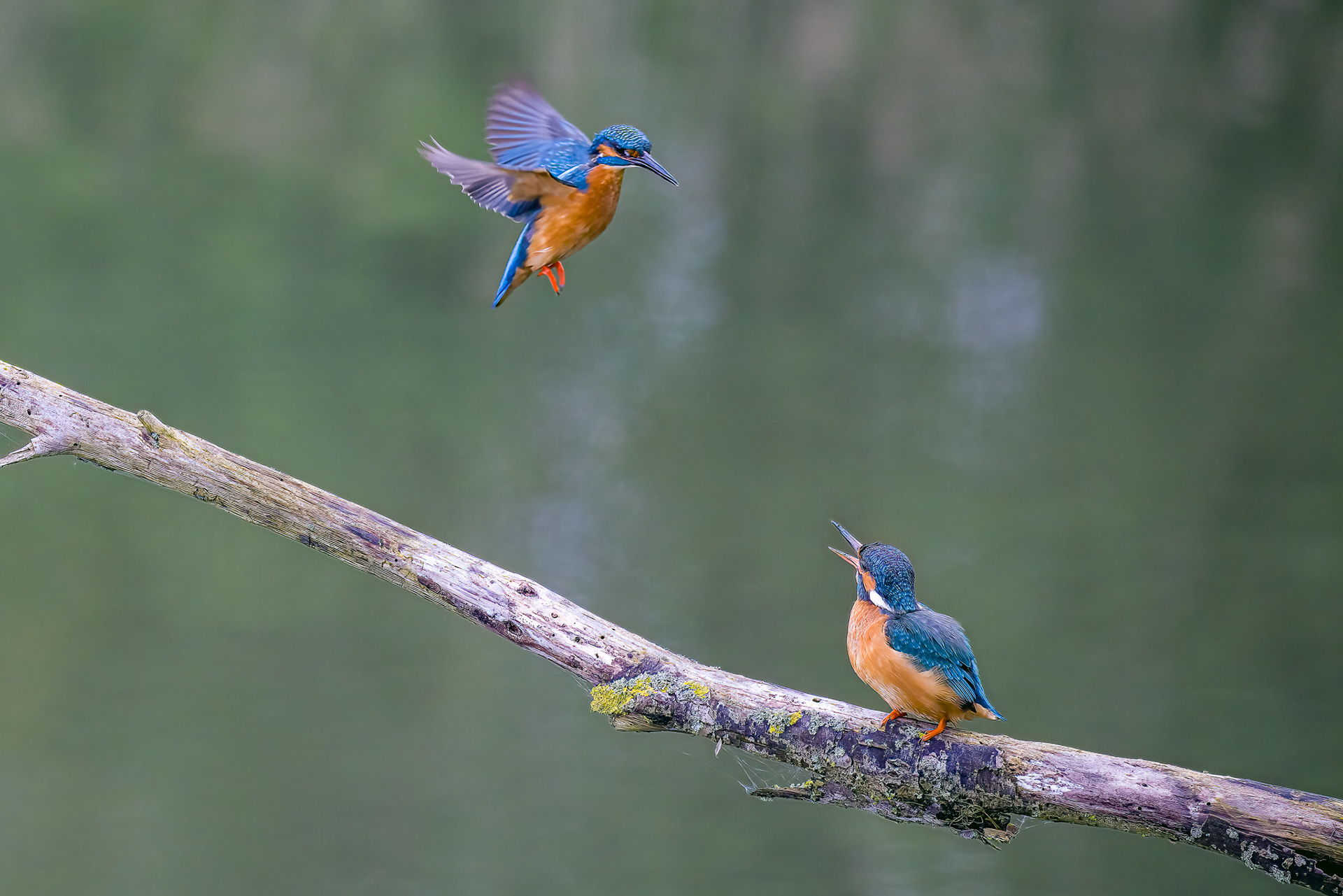 Couple kingfisher, Lepelaarplassen - Almere (2023)